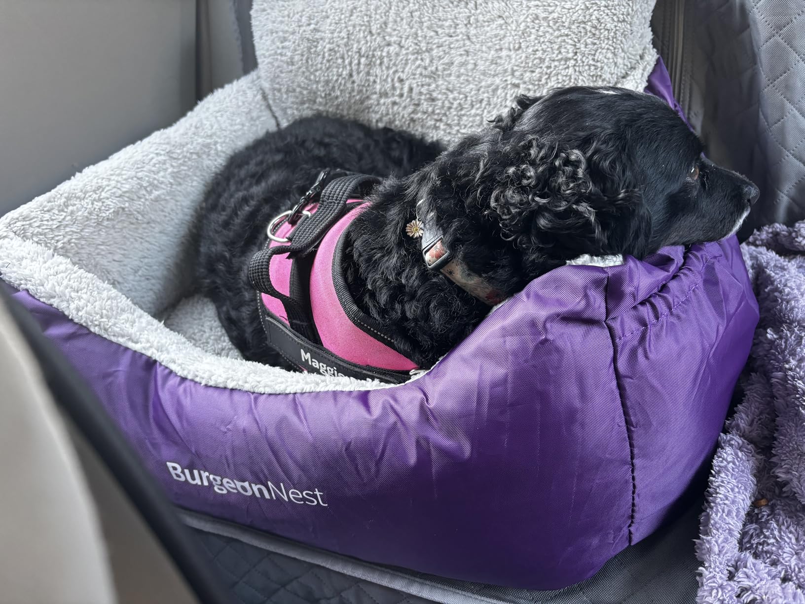 BurgeonNest Dog Car Seat for Small Dogs & Cats Under 25 lbs, Black customer photo 2