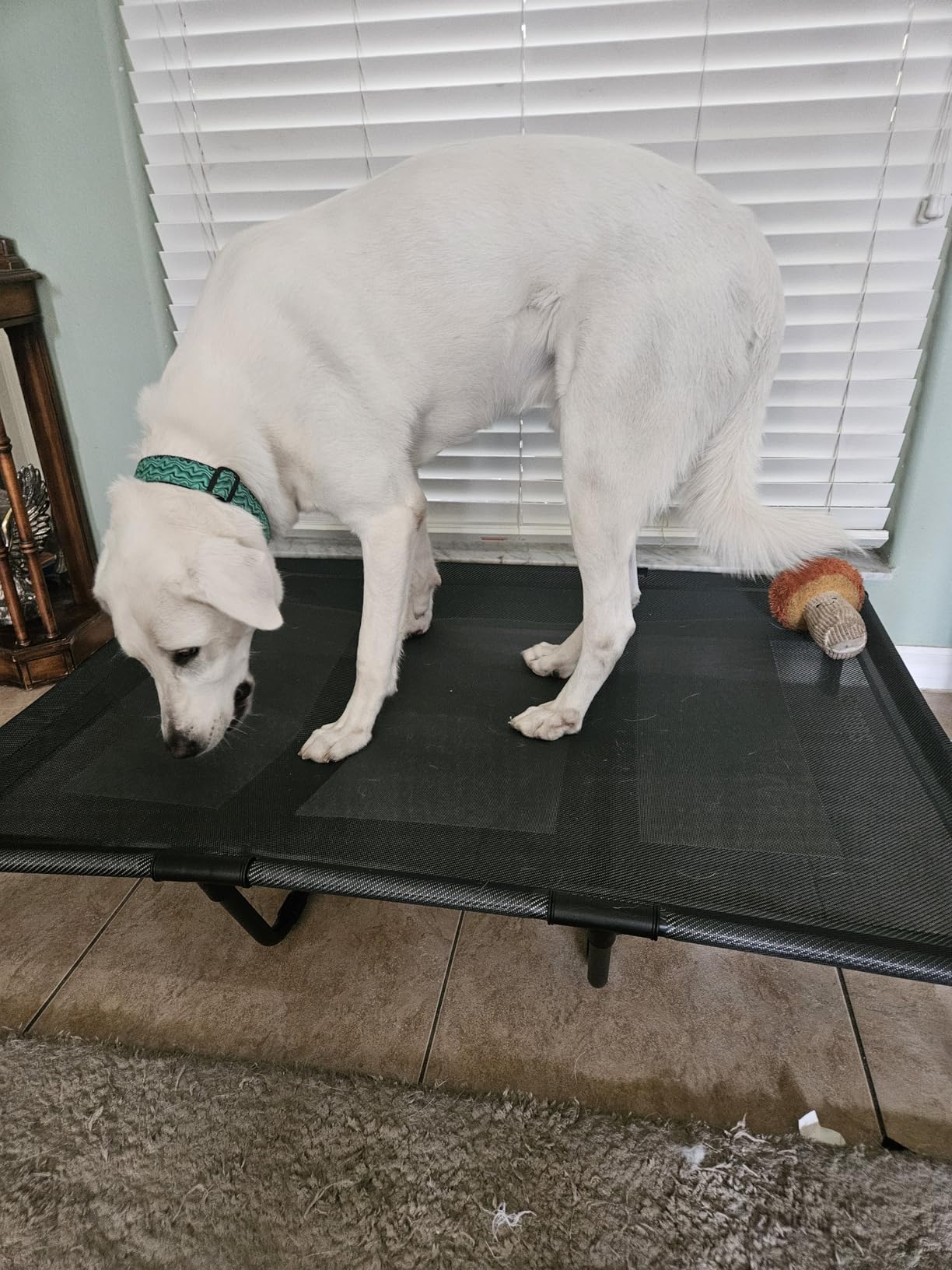 Veehoo Cooling Elevated Dog Bed, Portable Raised Pet Cot with Washable & Breathable Mesh, No-Slip Feet Durable Dog Cots Bed for Indoor & Outdoor Use, X Large customer photo 1