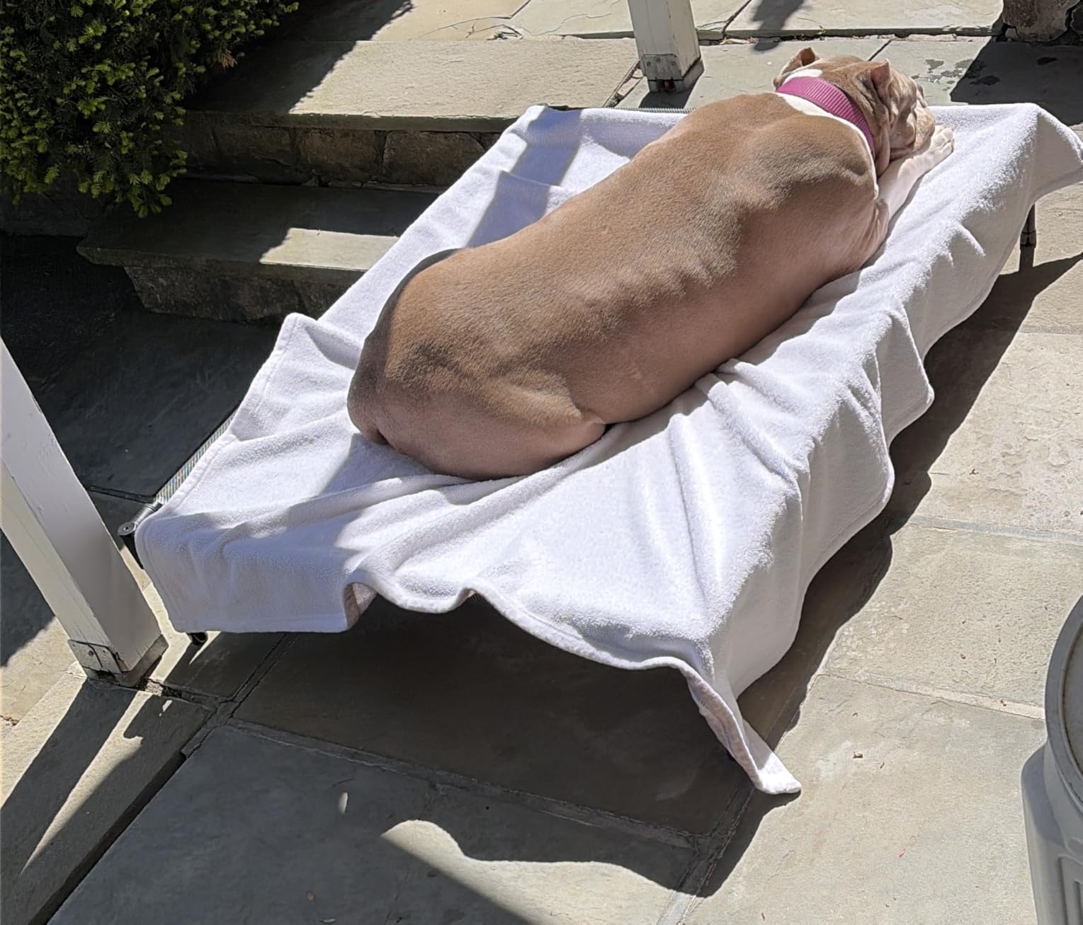 Veehoo Cooling Elevated Dog Bed, Portable Raised Pet Cot with Washable & Breathable Mesh, No-Slip Feet Durable Dog Cots Bed for Indoor & Outdoor Use, X Large customer photo 2