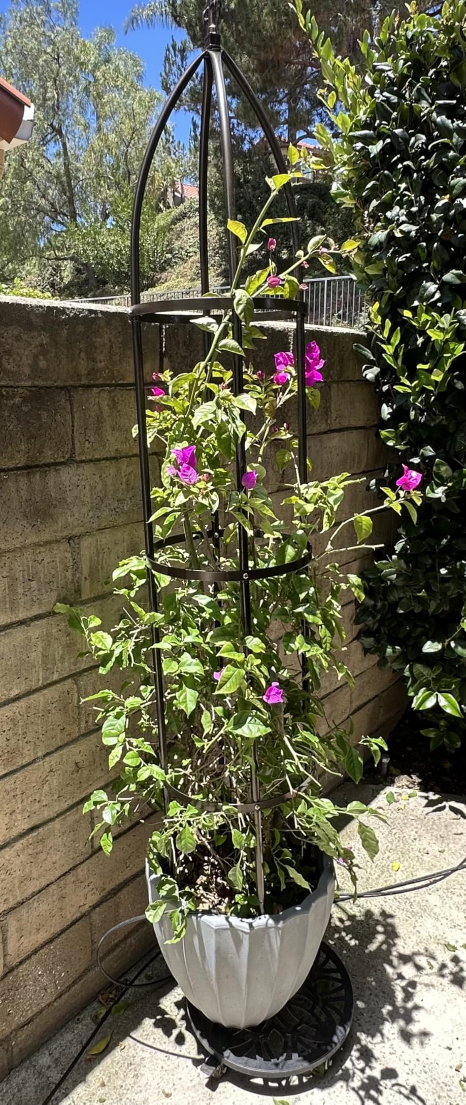 100% Metal Garden Obelisk Trellis Heavy Duty 6.3 ft Tall for Climbing Vines | Upgraded 16mm Thick Steel Tubes Rustproof Bronze Tower, 4.9lb Tall Plant Support Stands for Flowers, Roses, Clematis & Tomato customer photo 2