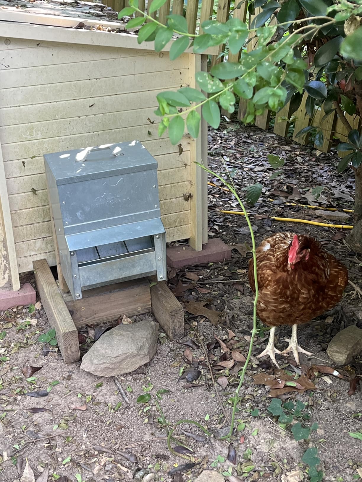 RentACoop Metal Trough Feeder with Lid & Rain Cover - Galvanized Steel, Gravity-Fed, Side View Window, Adjustable Grate for Easy Cleaning, Suitable for Chickens, Ducks, Poultry & More - 10lb Capacity customer photo 2