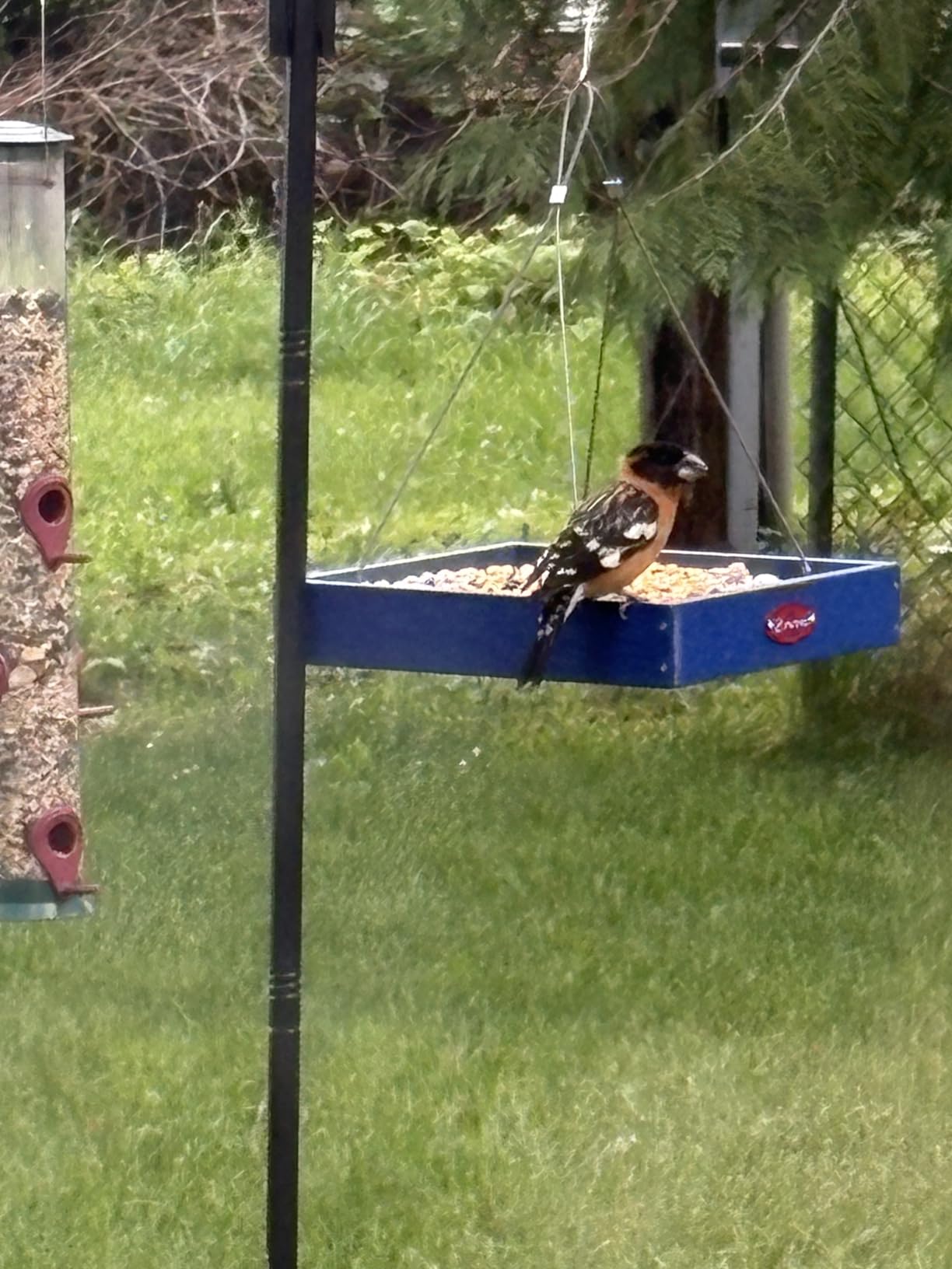 Kingsyard Platform Bird Feeder for Outdoors, Hanging Feeding Tray | Recycled Poly Lumber, Weatherproof, 11x11 Tray, Holds up to 3 lbs Seeds or Mealworms, Easy Clean & Refill, Green customer photo 1