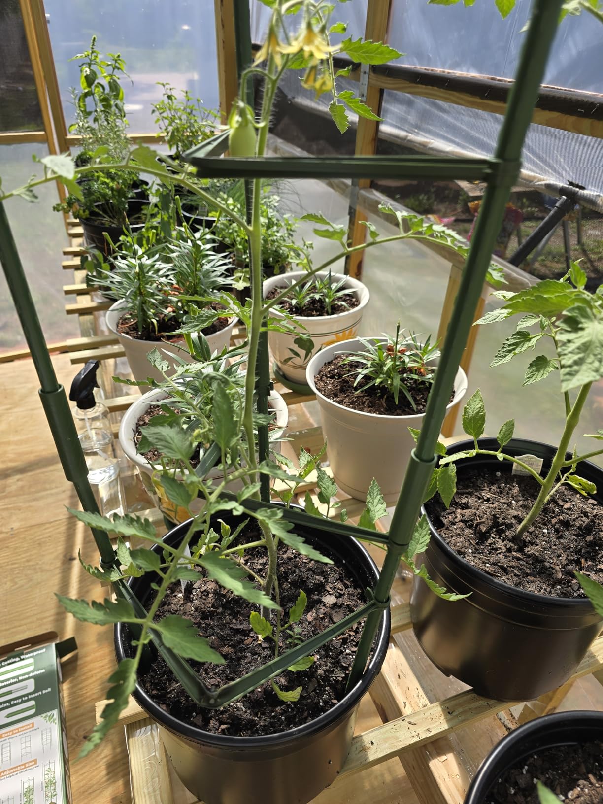 Legigo 6 Pack Tomato Cage for Garden, Up to 48 Inch Sturdy Tomato Trellis | Adjustable & Reusable Tomato Plant Support, Garden Plant Stakes for Potted Plants, Raised Beds, Climbing Vegetables customer photo 1