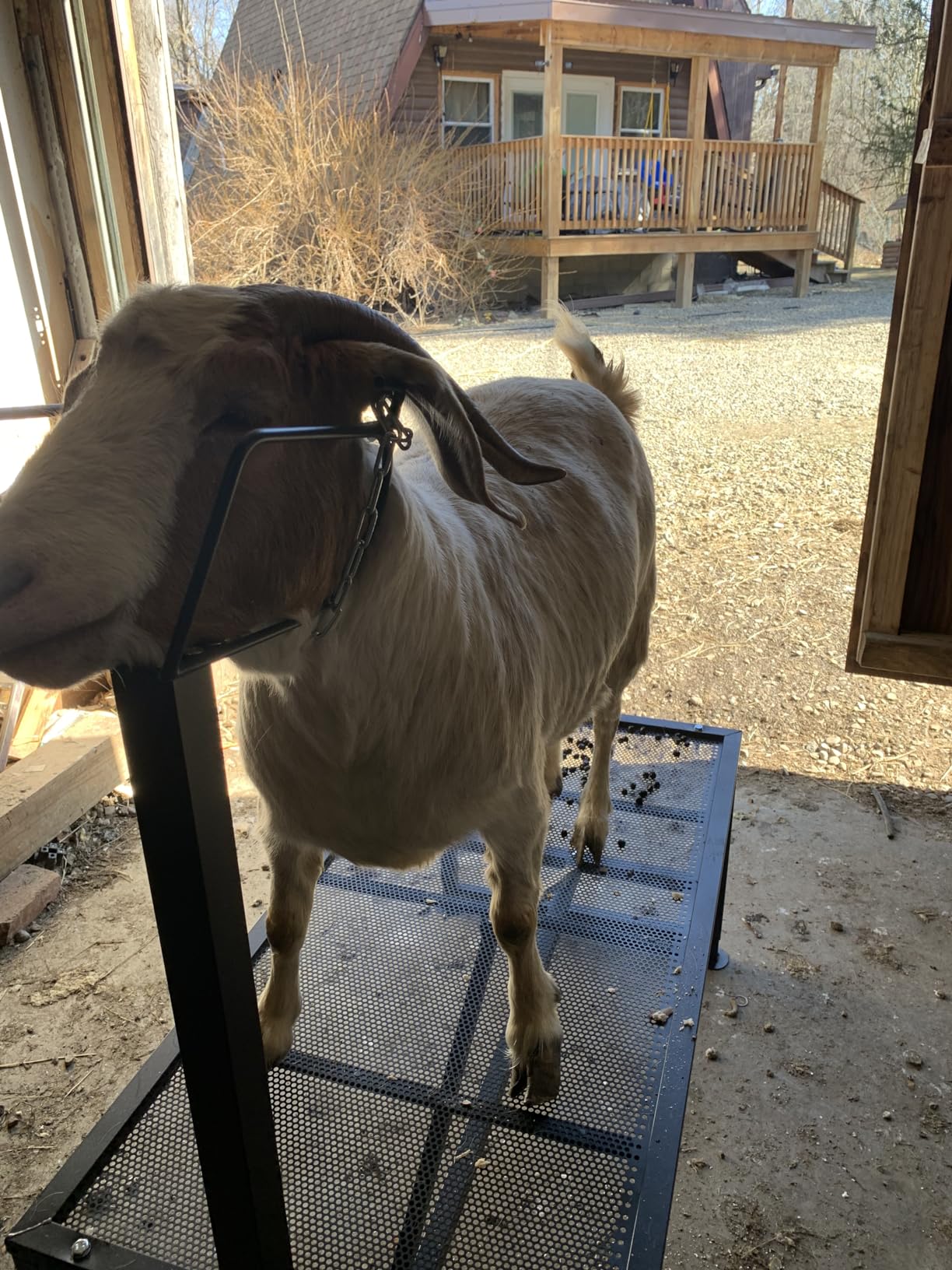 Goat Milking Stand 600Lbs Goat Stand Sheep Stand for Trimming Metal Livestock Stand with Adjustable Headpiece Goat Shearing Livestock Stand Height Adjustable, Black customer photo 1