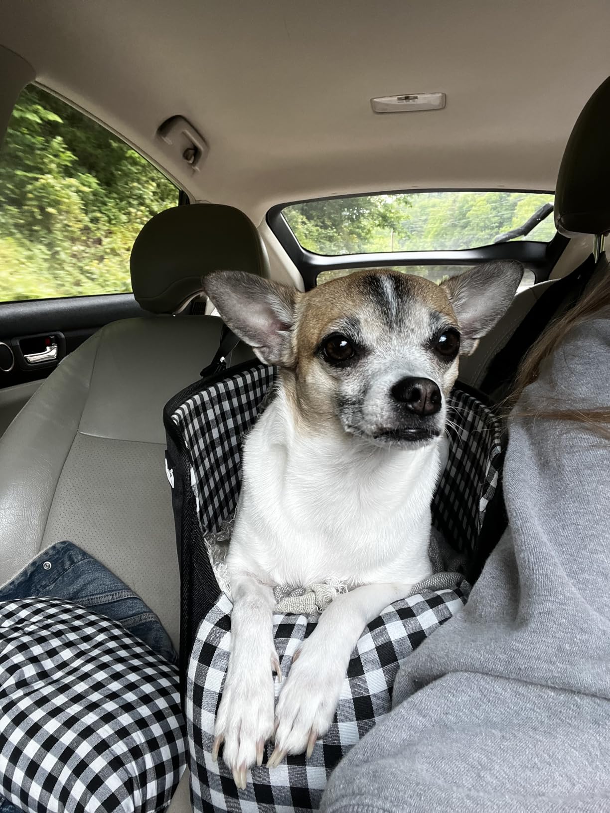 SlowTon Console Dog Car Seat, Dog Booster Seat for Small Dogs Under 11lbs | Portable, Safety Features for Anti-Collapse, Hard Bottom for Excellent Support, with Washable Cushion Built in Seat Belt customer photo 1
