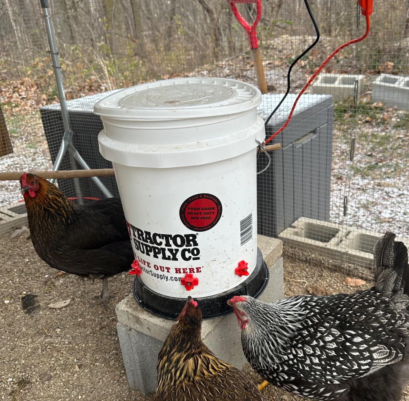 Eggluuz Chicken Water Heater for Winter, 110 Watt Chicken Drinker Heated Base 11 in Chicken Waterer Heater with Thermostat customer photo 1