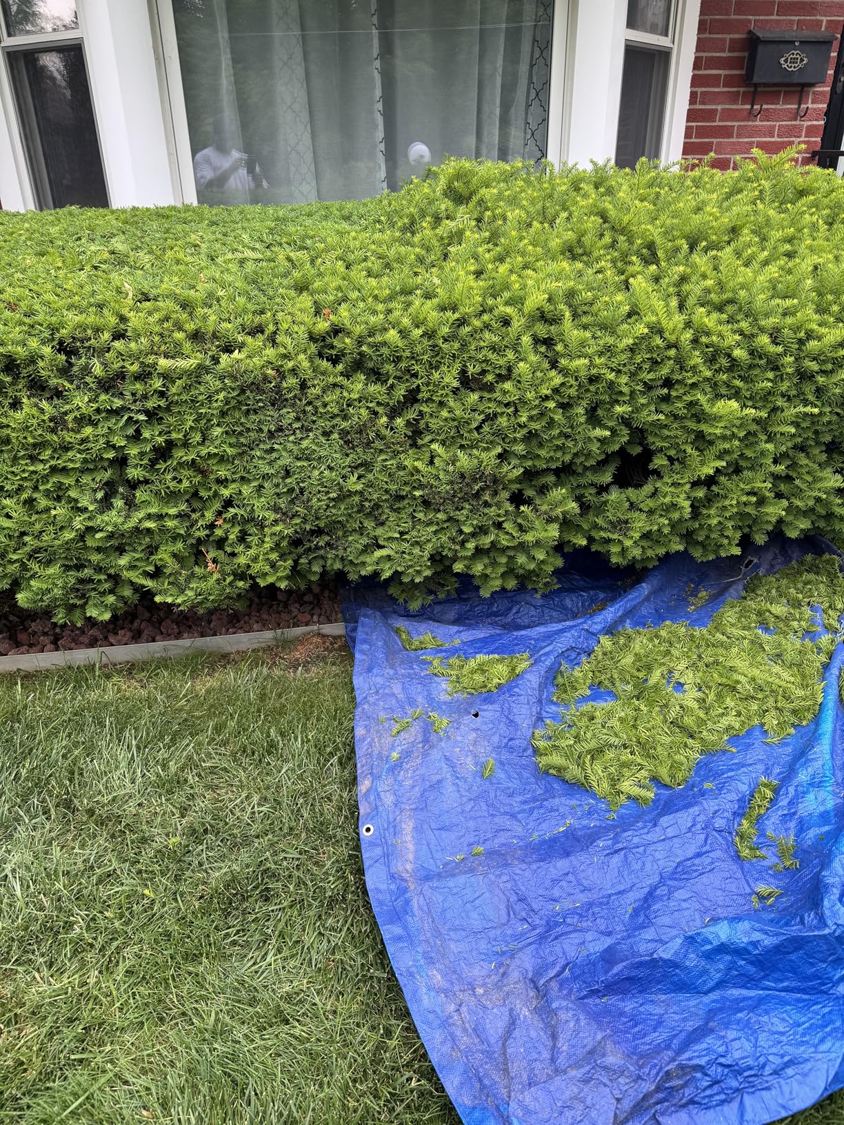 MAXLANDER Hedge Trimmer 18-Inch Cordless Pole Hedge Trimmer, 16-Feet Max Reach Hedge Trimmer with Extension Pole, Multi-Angle Adjustable, 2 x 2.0Ah Battery and Charger Included customer photo 2