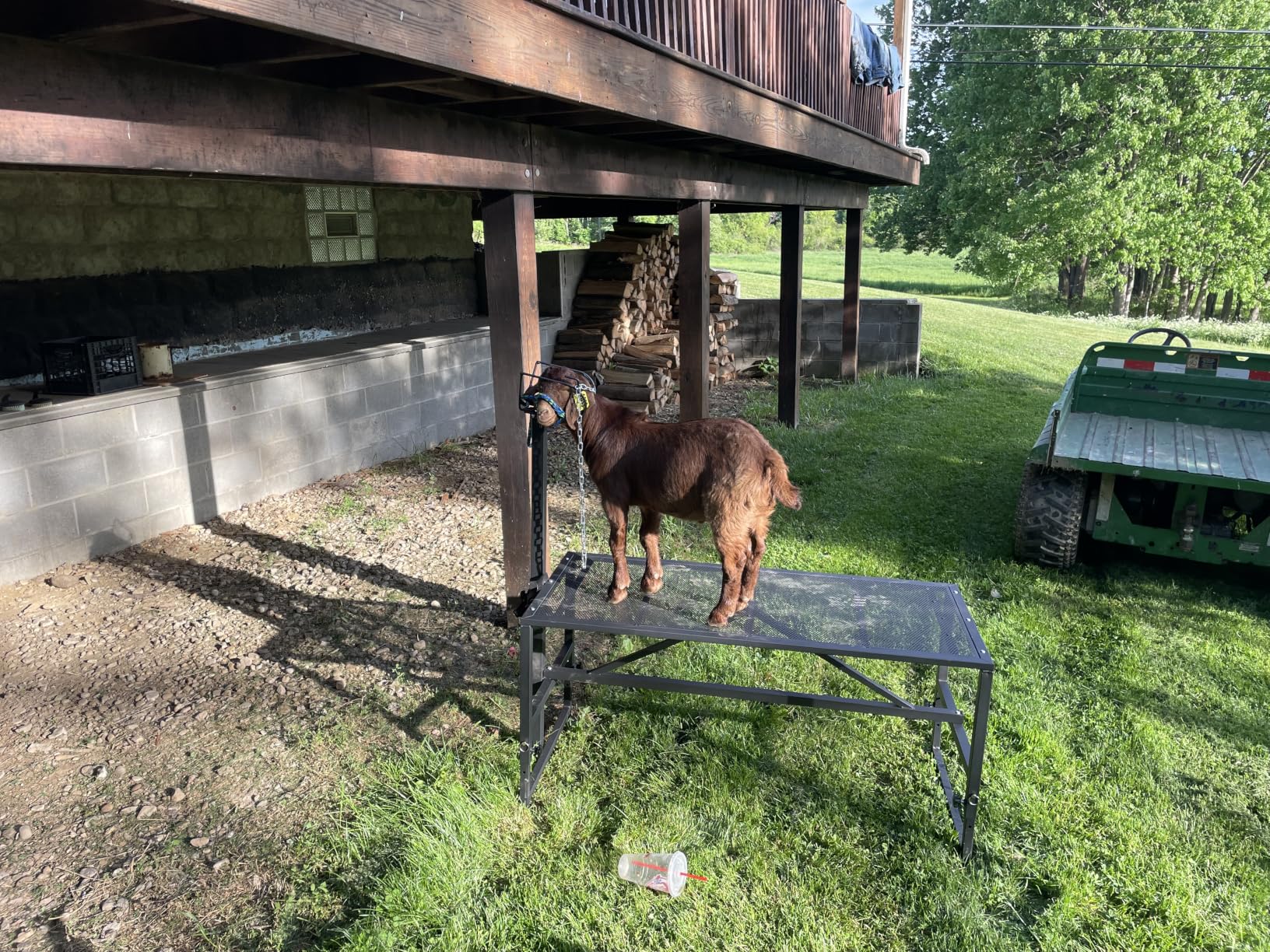 VEVOR Goat & Sheep Stand, 51x23 inch Livestock Stand, Metal Livestock Milking and Shearing Stand 21