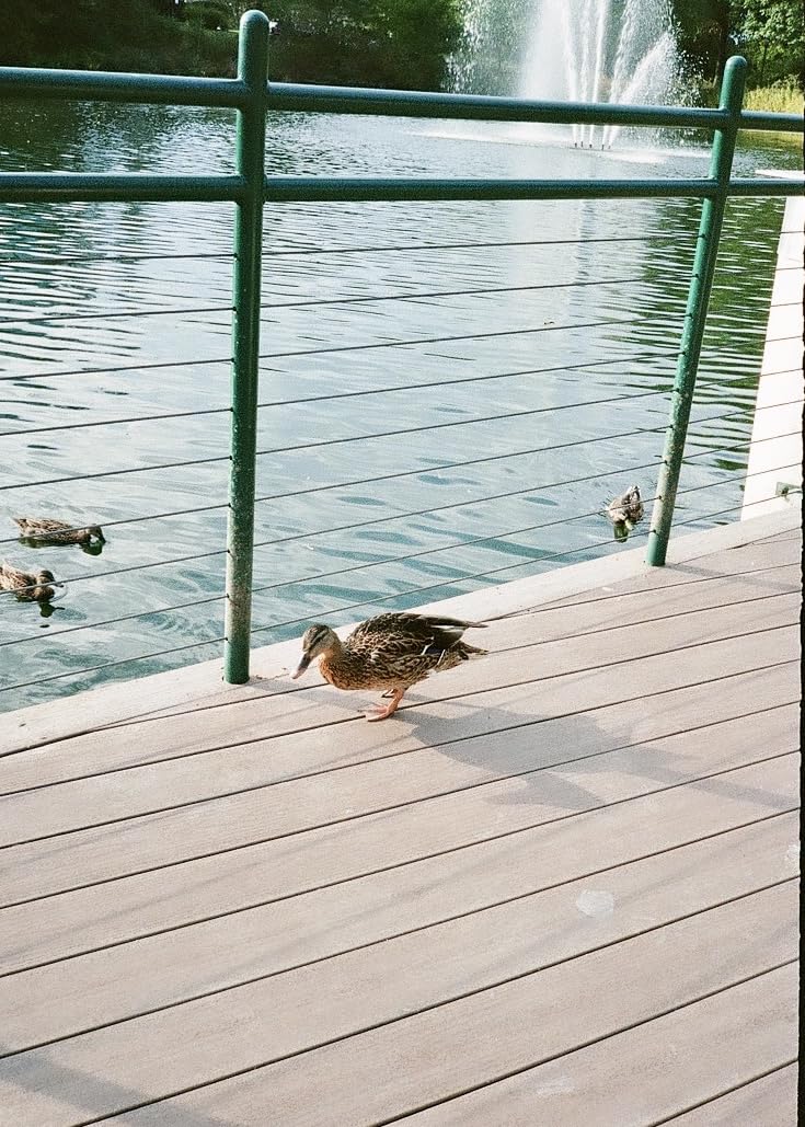 Pentax 17 35mm Film Camera That captures up to 72 Images per roll with a Vertical (Half Frame) Orientation, Perfect for Social Media. customer photo 1