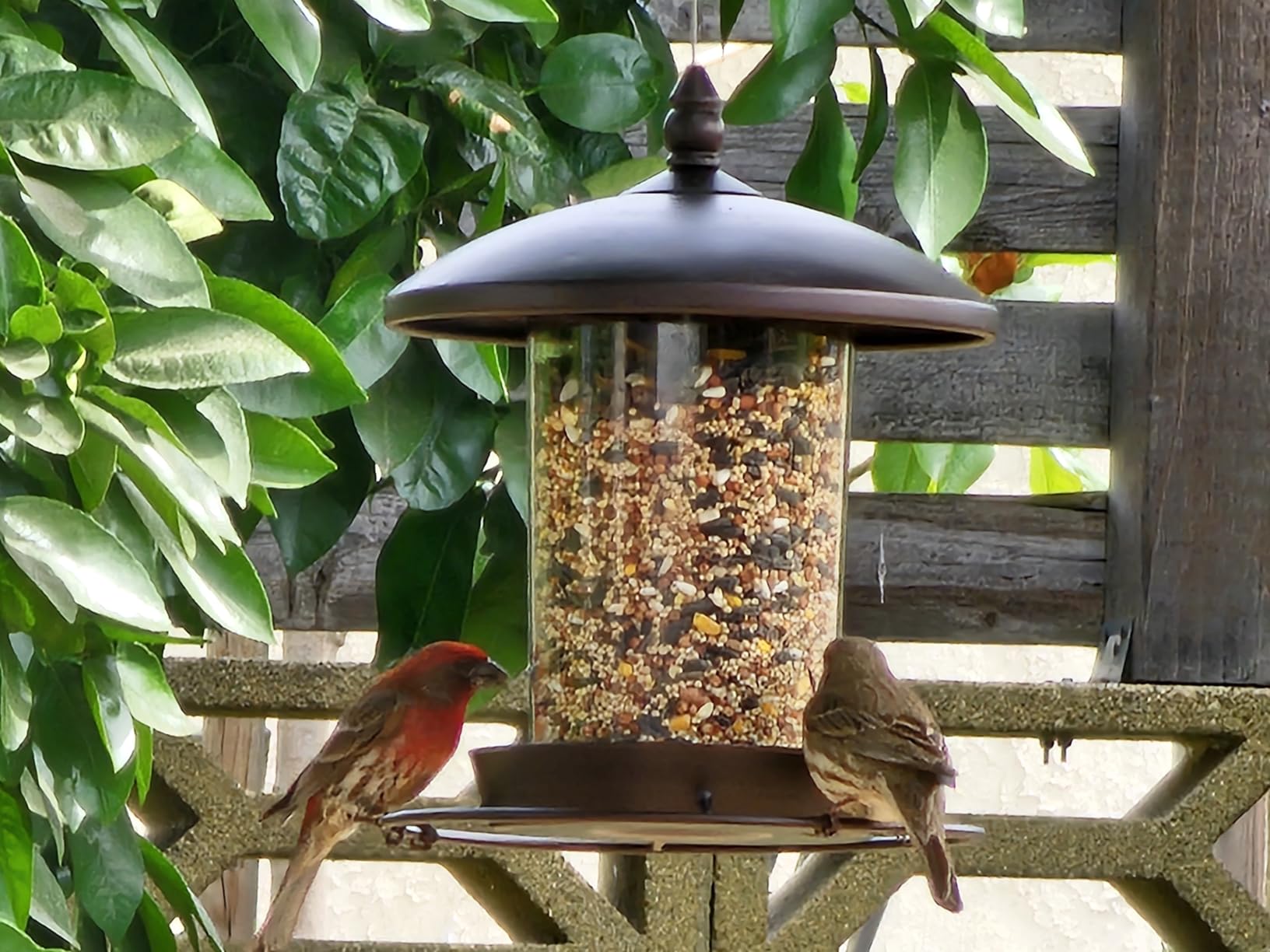 Youvip Metal Roof Bird Feeder - Chew Proof for Outdoor Hanging Wild Bird Seeds, Bronze customer photo 1