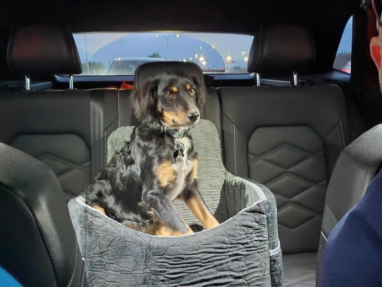 Dog Car Seat for Small/Medium Dogs, Memory Foam Dog Booster Seat, Travel Safety Per Car Seat with Washable Removable Cover, Storage Pockets for Dogs up to 35 lbs(Gray) customer photo 2