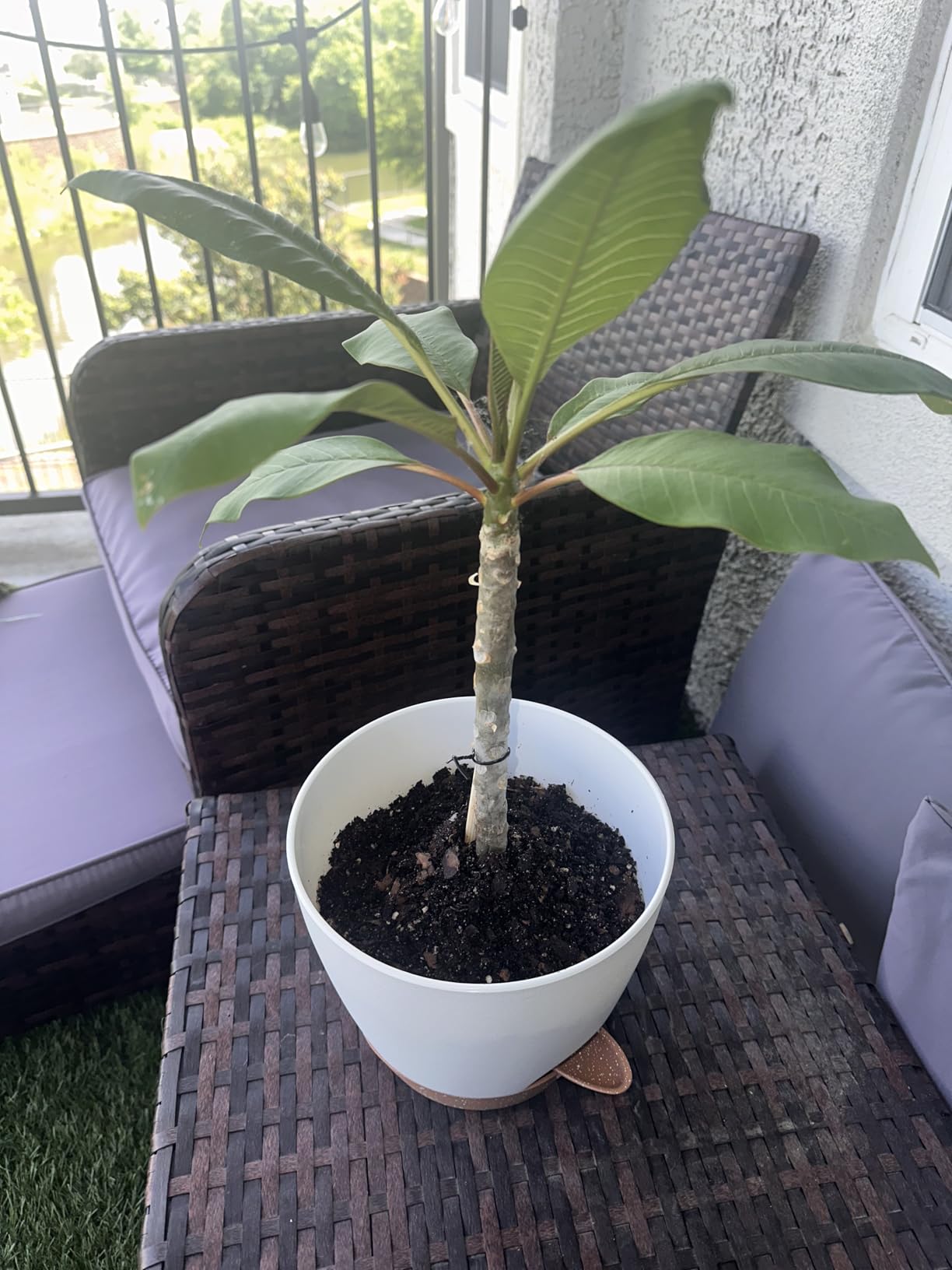 8/10/12 Inch Self Watering Pots for Indoor/Outdoor Plants - Large Plastic Planter with Drainage Holes, Water Level Indicator & Deep Reservoir, Modern Decorative Flower Pots (White) customer photo 1