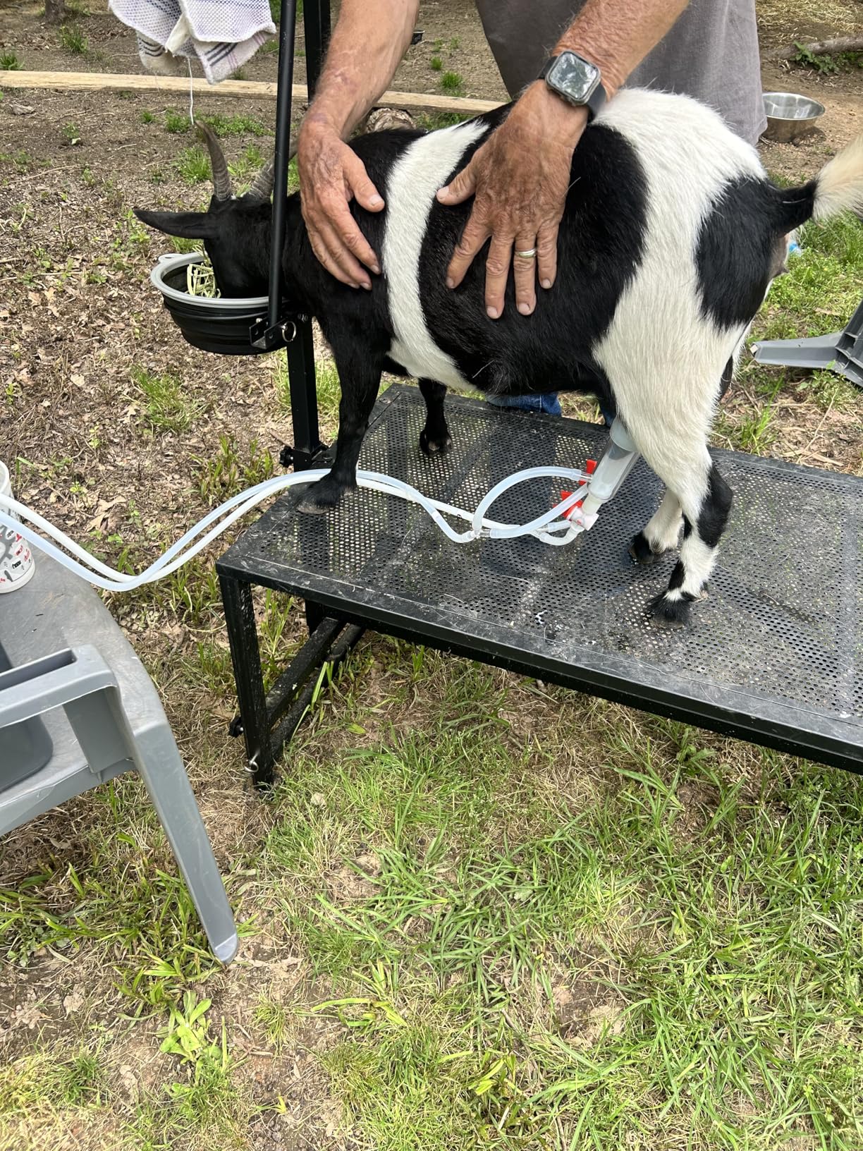 400 LBs Goat Milk Stand for Pygmy and Dwarf Goats, Goat Stand with Feed Bin, Goat Milking Stand for Sheep Trimming and Milking, Hoof Trimming Stand Adjustable Size, Iron Black customer photo 1