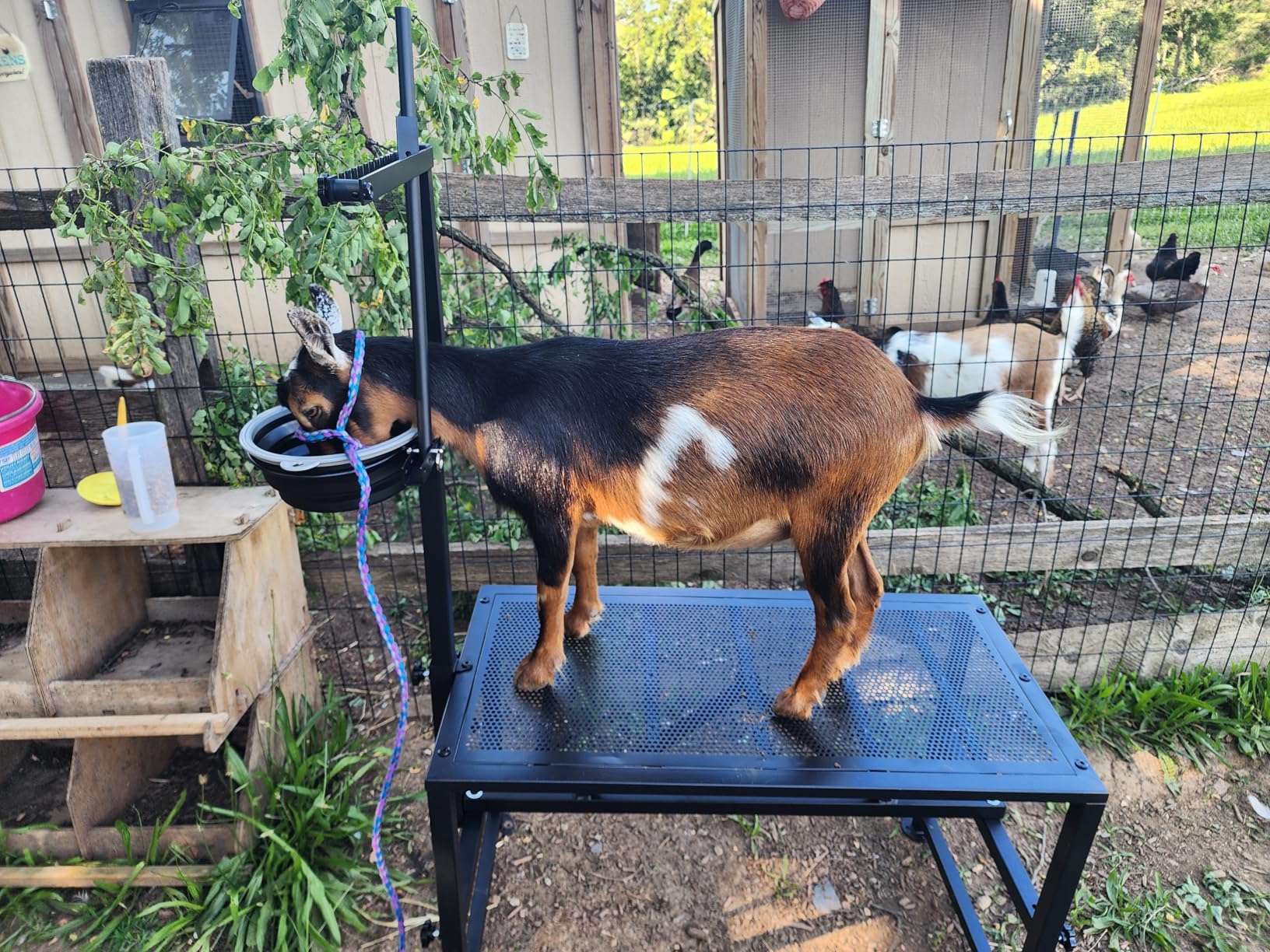400 LBs Goat Milk Stand for Pygmy and Dwarf Goats, Goat Stand with Feed Bin, Goat Milking Stand for Sheep Trimming and Milking, Hoof Trimming Stand Adjustable Size, Iron Black customer photo 2