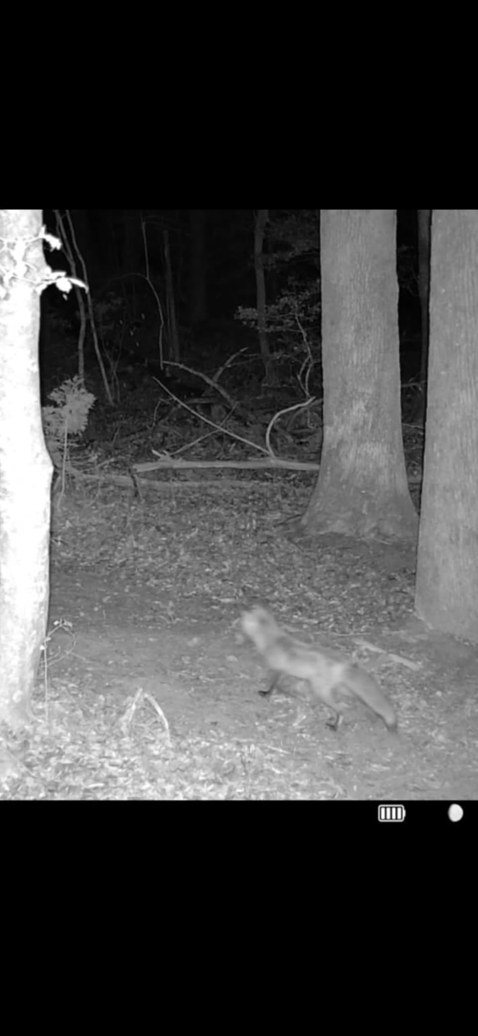 TACTACAM Reveal Ultra Cellular Trail Camera: 4K Photo, 1080p Video, Live View, GPS Tracking-Enabled, Switchable No-Glow/Low-Glow Flash, LTE Connectivity, LCD Screen - Hunting Game Camera customer photo 1