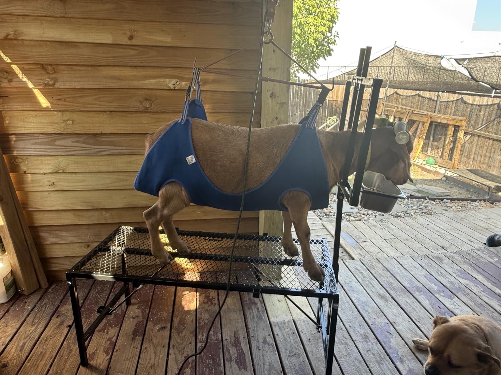 600LBS Milking Stand for Goat, Adjustable Sheep Rack with Feeder, Metal Livestock Milk Stand Fit for Shearing, Hoof Trimming, Animal Examination, Stainless Steel (Black) customer photo 1