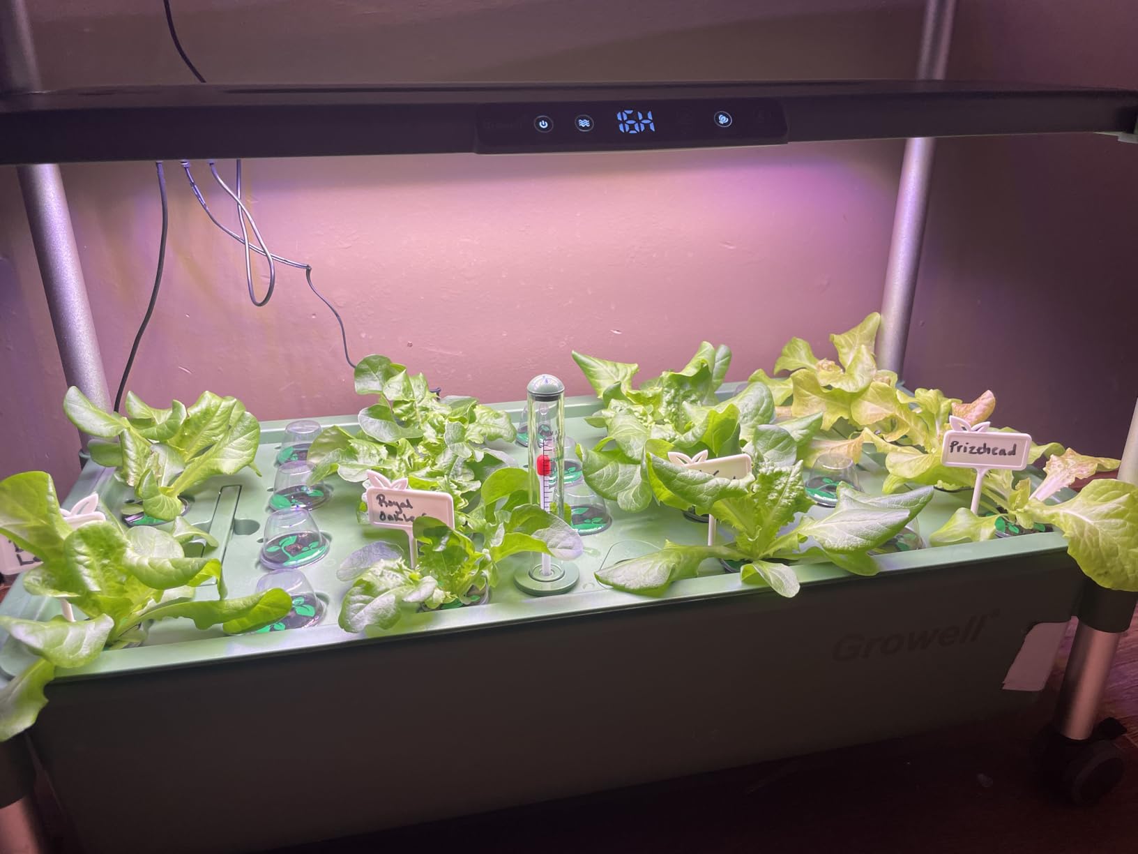 Growell Hydroponics Growing System Kit, 81 Pods Vertical Indoor Herb Garden with Smart LED Grow Light, Auto Circulating Water Pump Each Tier, 42L Hydroponic Gardening Systems for Ideal Gifts (Black) customer photo 2