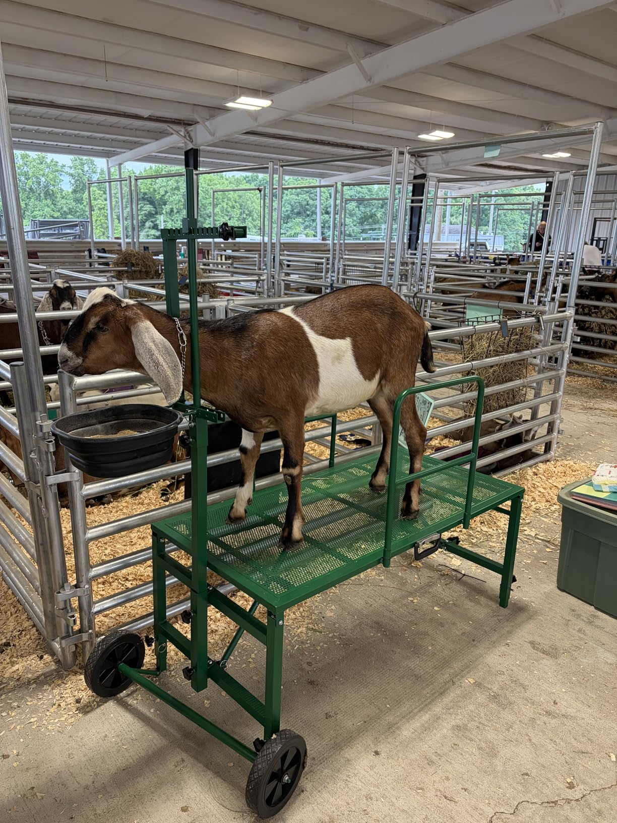 Goat Stand with Adjustable Headpiece & Legs, Goat Milking Stand with Feeder, Rails & Wheels, Stanchion for Grooming & Hoof Trimming, Sheep Stand for Shearing Heavy-Duty Steel Platform, Black customer photo 2