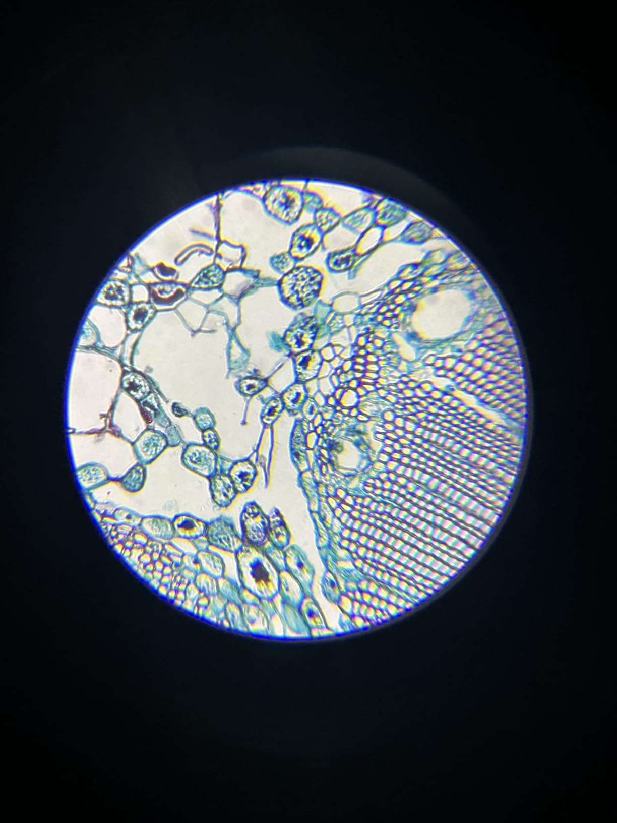 Compound Binocular Microscope for Adults, Professionals & Kids, 40X-2000X Magnification with LED Illumination, Mechanical Stage, WF10x & WF25x Eyepieces customer photo 1