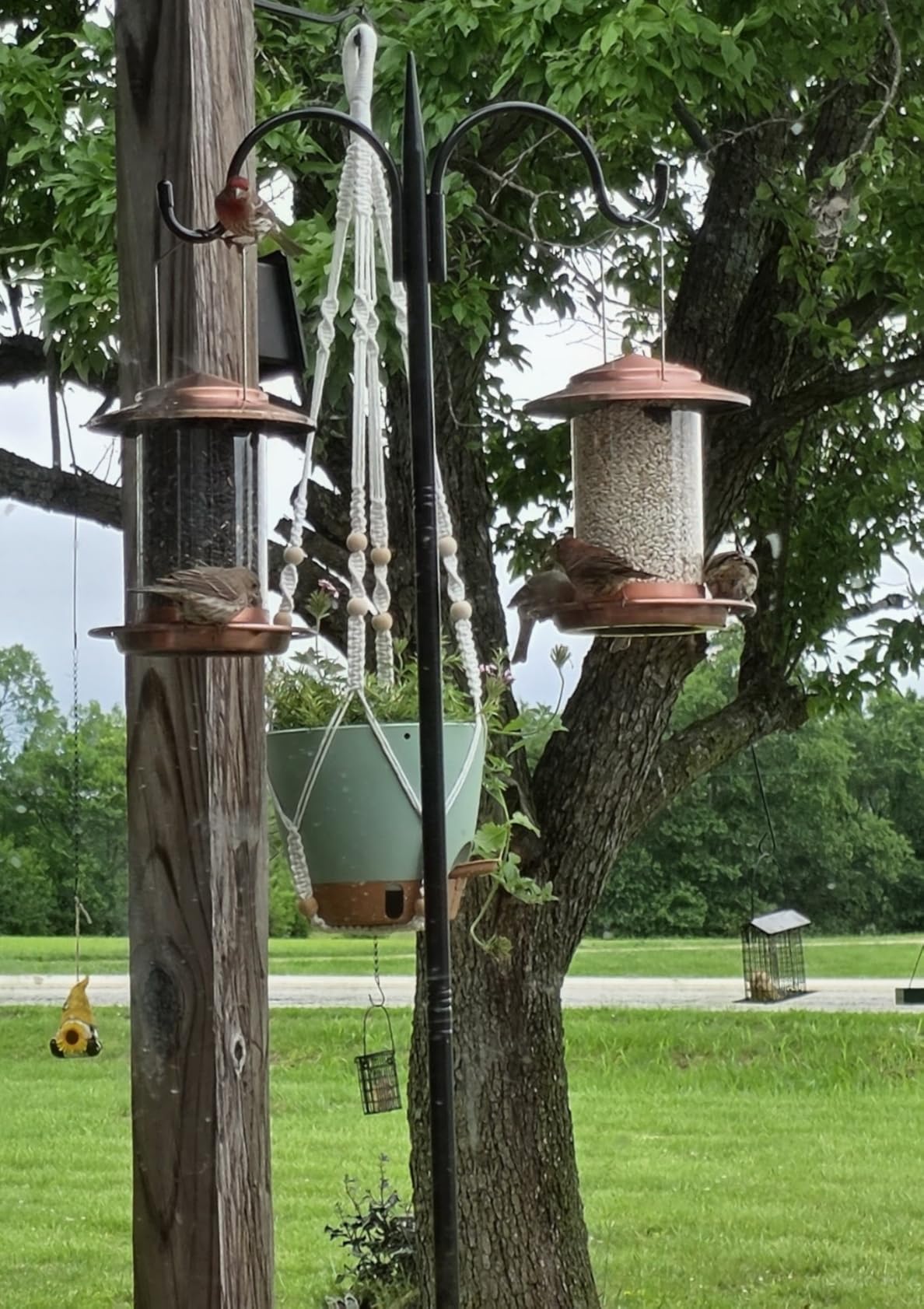 iBorn Bird Feeder Metal Squirrel Chew-Proof Bird Feeders for Outdoors Hanging Outside for Cardinal, Holds 1.32LB Seed with 3 Perchs, Brushed Copper (Seed is not Included) customer photo 1