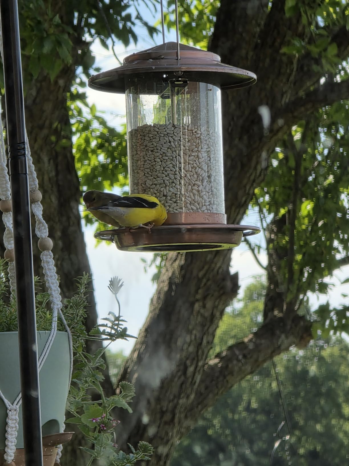 iBorn Bird Feeder Metal Squirrel Chew-Proof Bird Feeders for Outdoors Hanging Outside for Cardinal, Holds 1.32LB Seed with 3 Perchs, Brushed Copper (Seed is not Included) customer photo 2