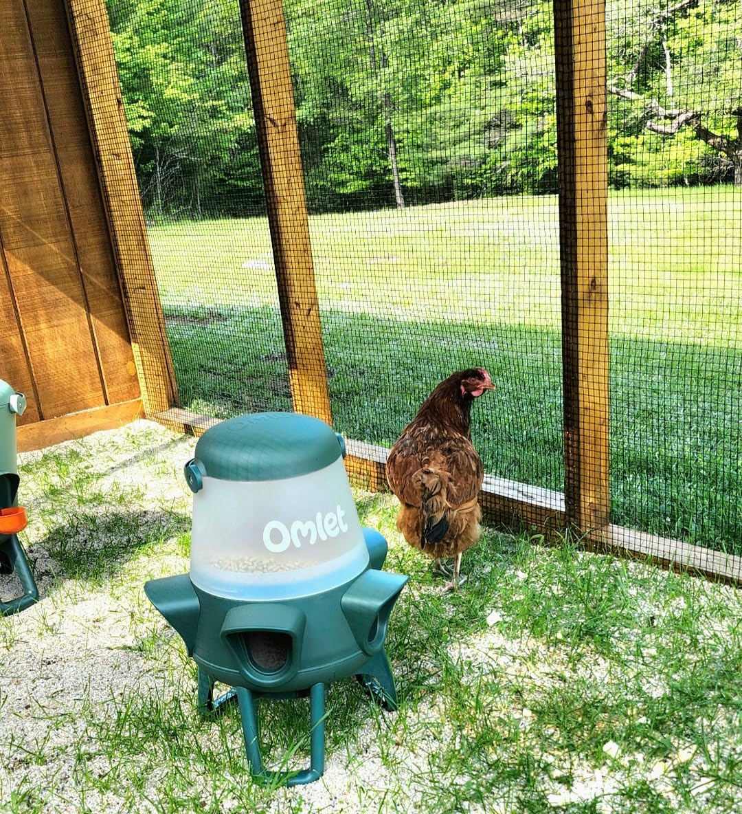 Omlet No Waste Chicken Feeder | Anti-Spill Design on Feed | BPA Free | 5 Anti-Bully Ports | Easy to Clean | Feeds 6 Hens for 7 Days | 12lb customer photo 1
