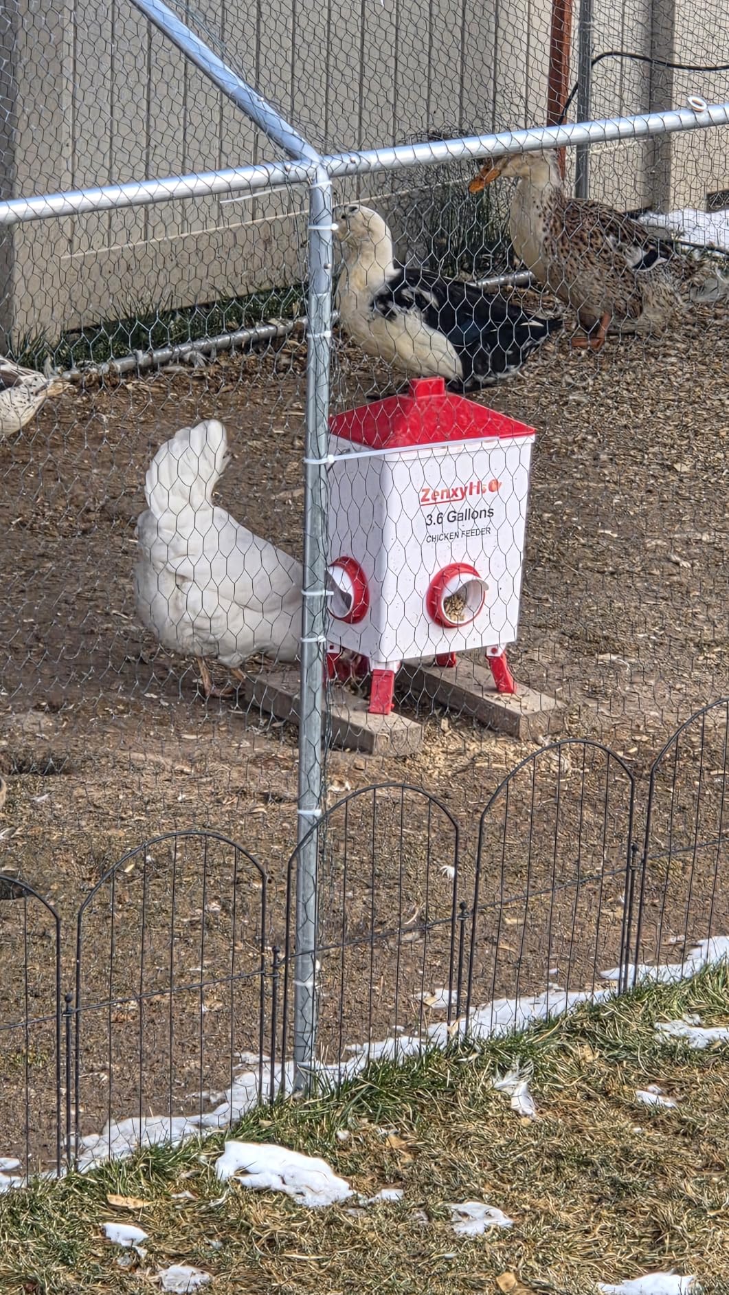 ZenxyHoC 3.6 Gal Chicken Feeder with Anti-Roost Cone, 3 Height Adjustable Locking Legs and 4 No-Waste Ports for Backyard Flock customer photo 1