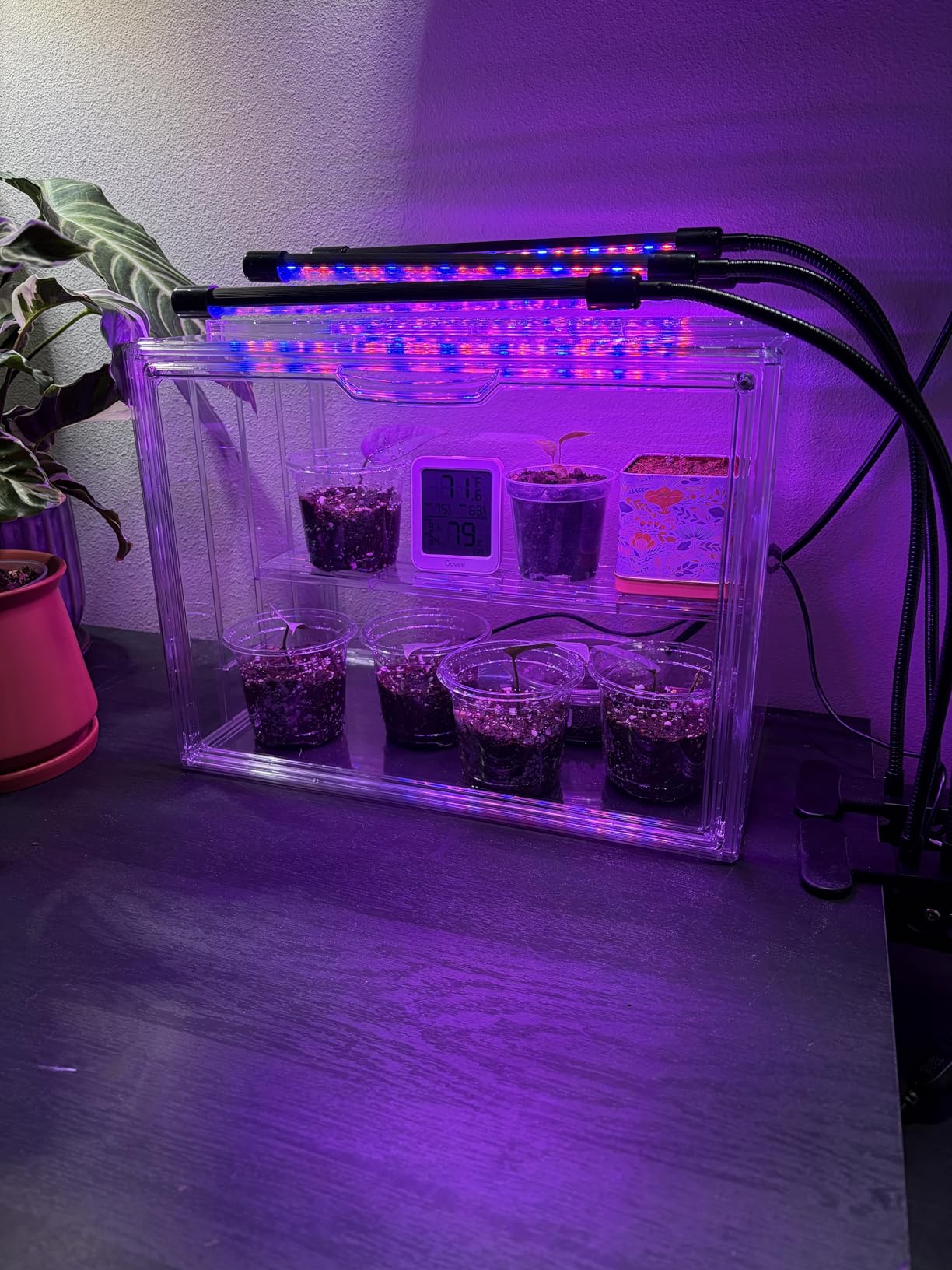 Acrylic Mini Greenhouse Indoor with Magnetic Door | Retains Warmth & Moisture, Durable Construction, Magnetic Door, Adjustable Dividers Fit Different Plants, Tool-Free Assembly customer photo 1