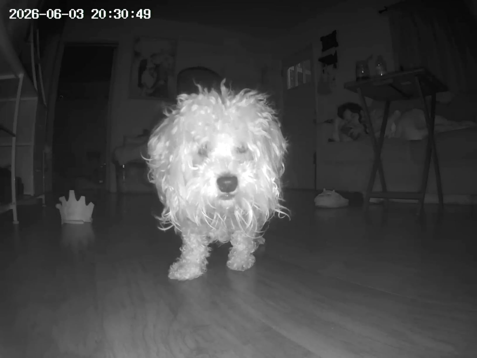 TKENPRO 5MP Ultra HD Pet Camera - Dog Camera with Treat Dispenser, Remote Treat Tossing via Phone App, 360 Auto Tracking & Motion Alerts, 5G&2.4G WiFi for Cats Indoor customer photo 2