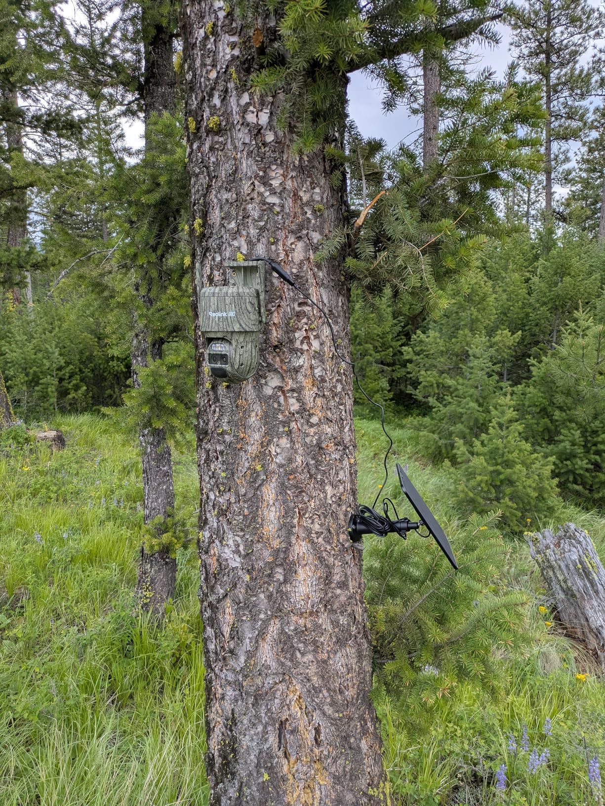 REOLINK 4K 4G LTE Security Cameras Wireless Outdoor, Cellular Trail Camera | 8MP Wildlife Cam with SIM Card, Dual Lens for Wide & Long View, Auto Zoom Tracking, 360 Degree Pan & Tilt, No-Glow Night Vision customer photo 1
