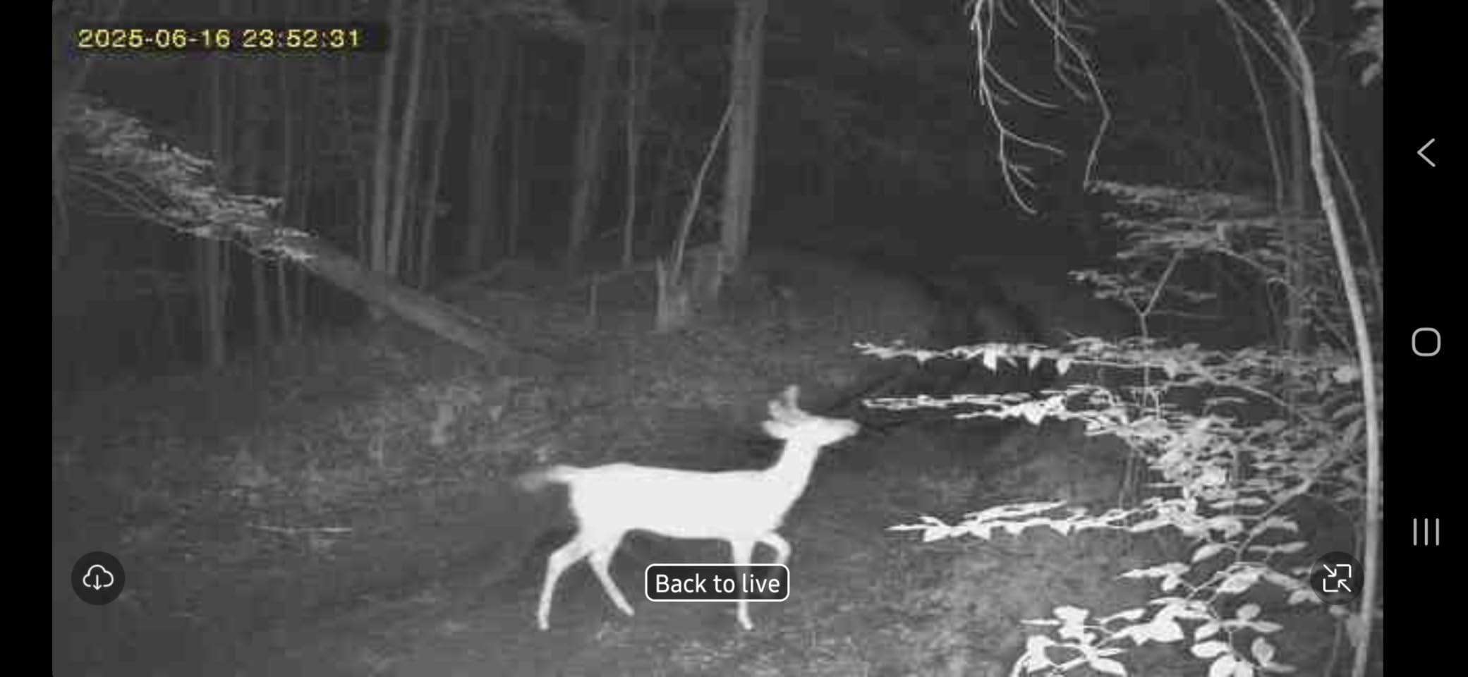 Loatos Trail Camera, Game Camera with AI Animal Detection, Built-in SIM Card 4G Cellular Trail Camera Unlimited Data Plan 2k HD Live Game Cameras with Night Vision Motion Activated Waterproof IP66 customer photo 2