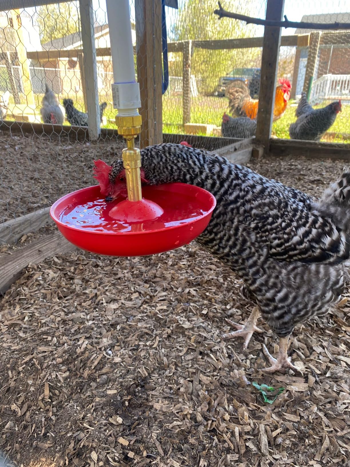 Little Giant Automatic Poultry Fount | Game Bird Fount | Heavy Duty Plastic | Waterer Bowl with Hose Attachment | 1.5 Quarts customer photo 2