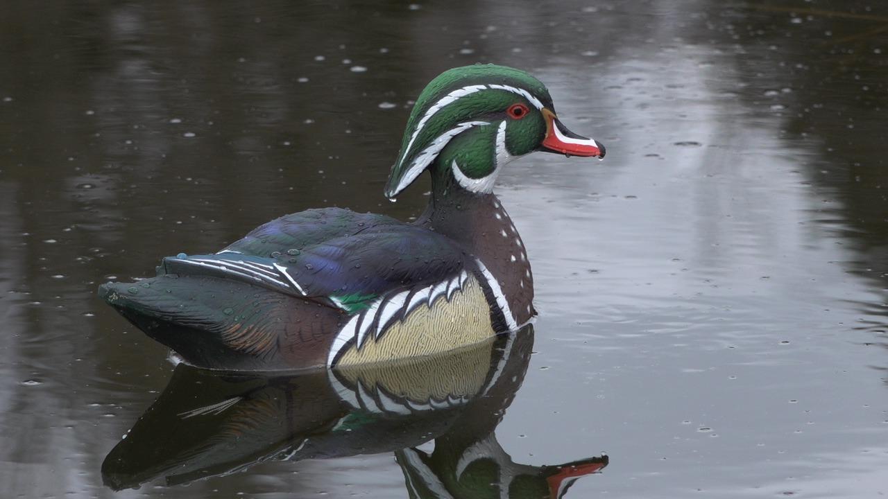 Avian-X Topflight Realistic Floating Wood Duck Decoys with Weight-Forward Swim Keel, Set of 6 customer photo 2