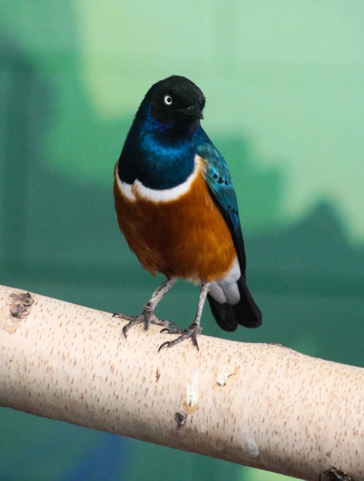Canon EF 75-300mm f/4-5.6 III Telephoto Zoom Lens (Black) customer photo 2