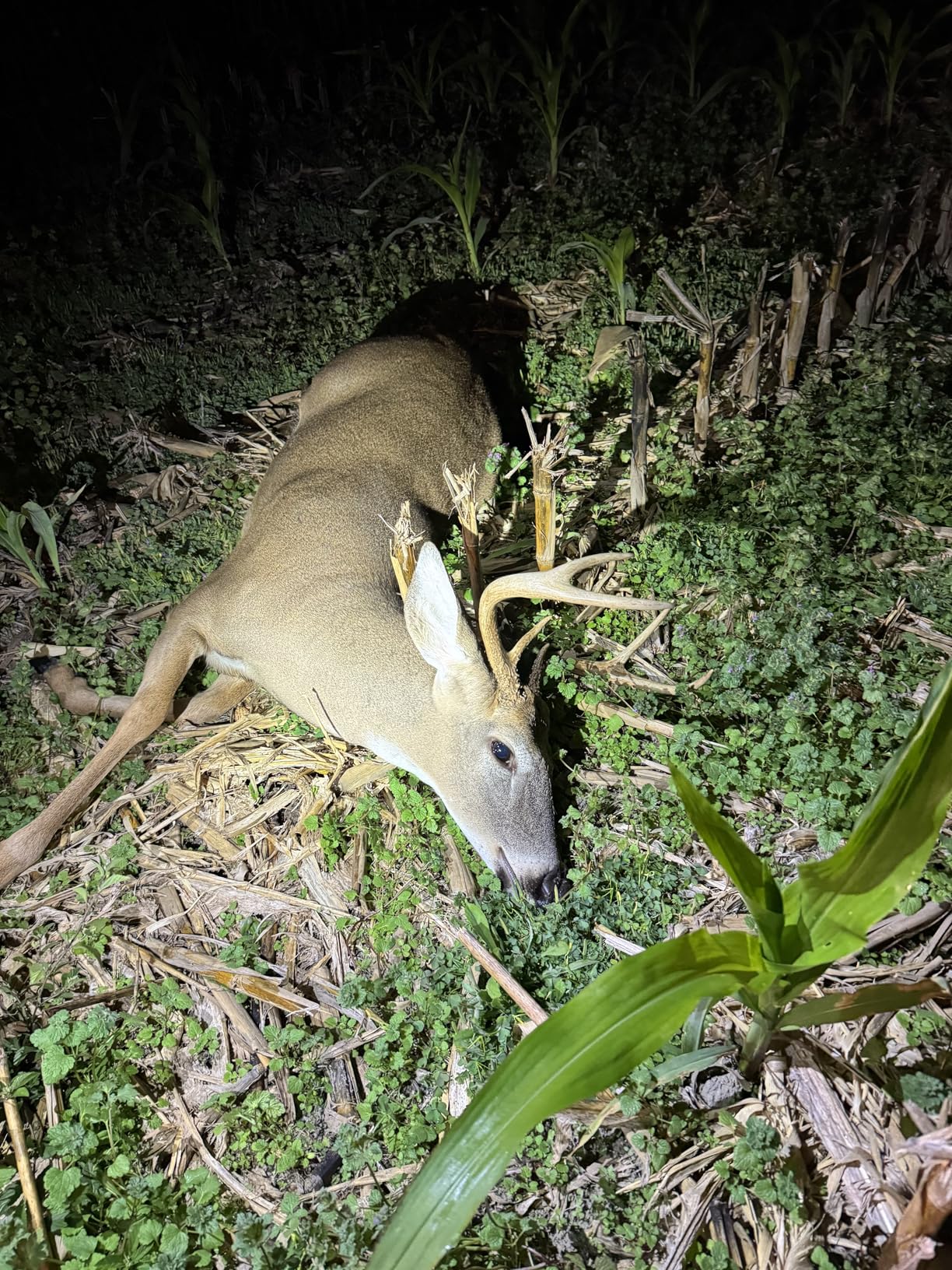 Primos Hunting The Original CAN Deer Estrus Bleat Call customer photo 2