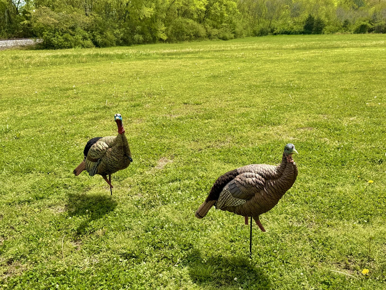 Avian-X HDR Jake Turkey Decoy customer photo 2