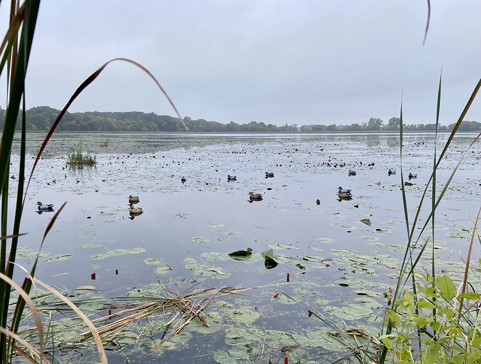 Flambeau Outdoors Duck Decoy - Masters Series Mallard or Blue Bill Decoys, Classic Floaters customer photo 1