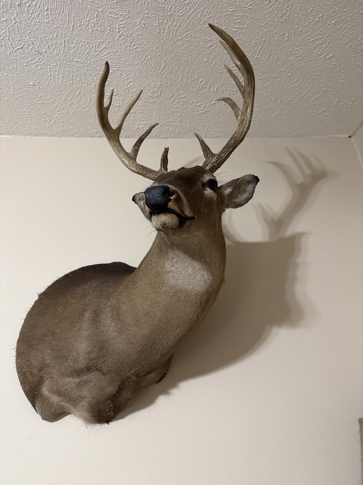 Woodhaven The Intimidator Deer Call customer photo 1