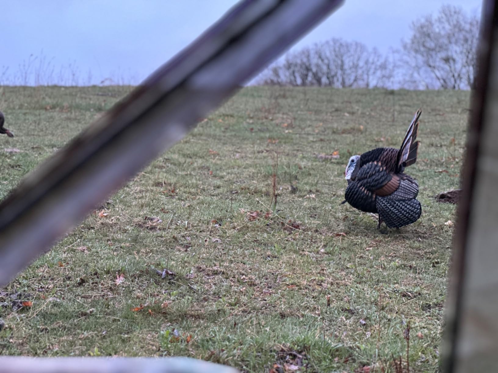 AVIAN-X HDR Strutter Turkey Decoy customer photo 2