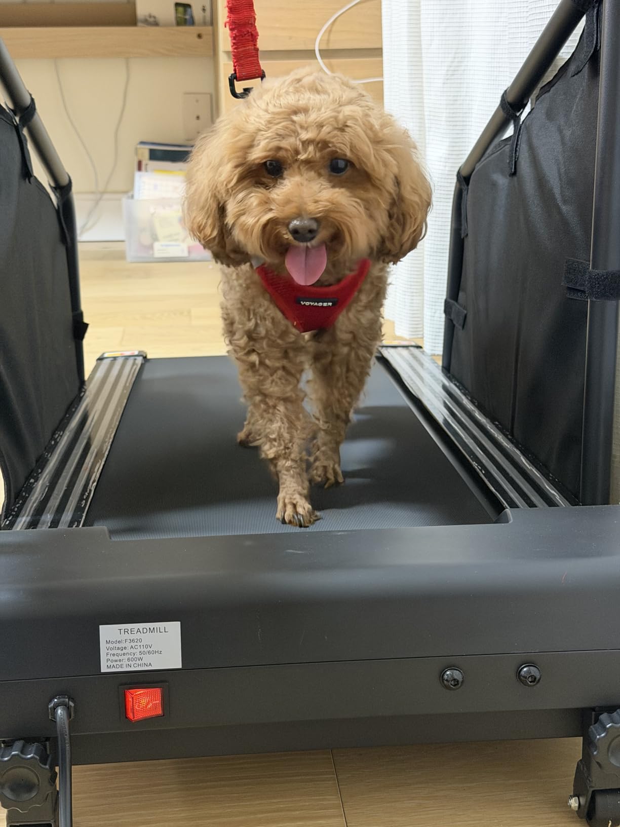 GYMAX Dog Treadmills for Small/Medium Dogs - Pet Runner with Remote, Display Monitor, Adjustable Incline, Shock-Absorbing Belt & Wheels, 3 in 1 Dog Running Machine Walking Pad for Indoor Exercise customer photo 2