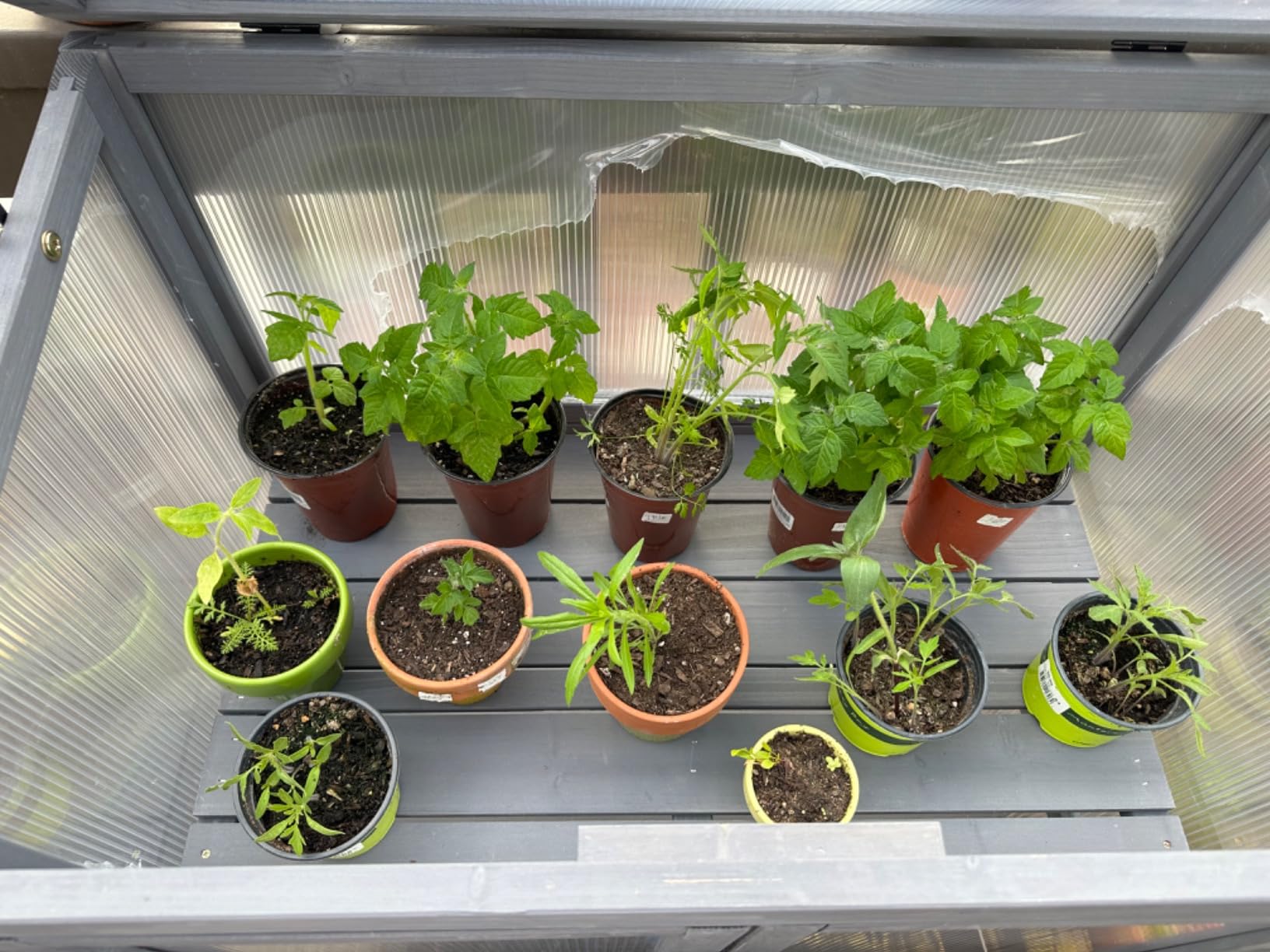 MCombo Wooden Cold Frame Greenhouse, Raised Flower Planter Shelf Protection for Outdoor Indoor Use, 0760 (Dark Grey) customer photo 2