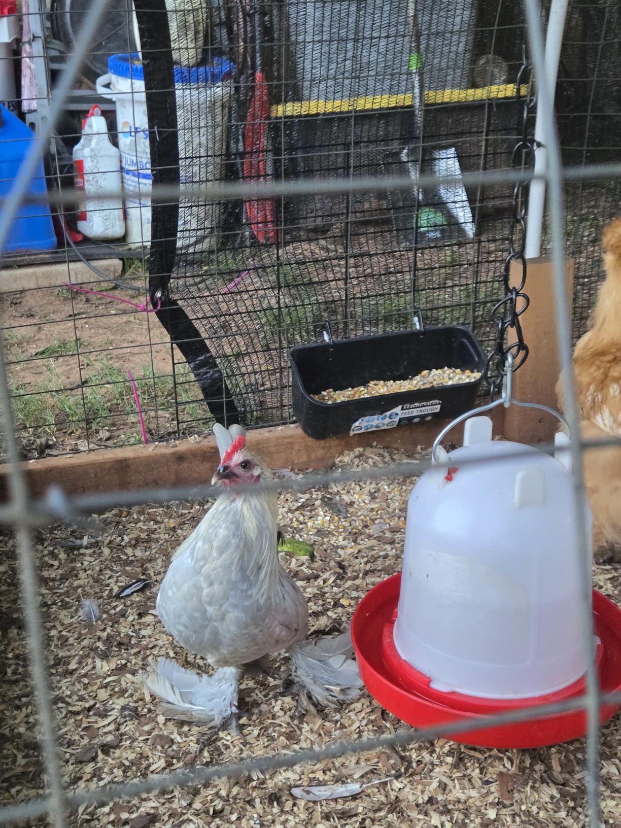 Terminalia Hanging Chicken Feeder Duck Waterer, 2.6 Quart Medium Capacity, No Spill Poultry Feeder Waterer for Backyard Chicken Duck customer photo 2