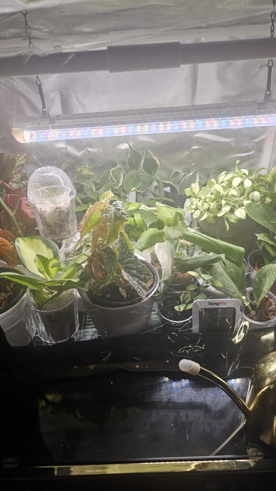 Bstrip Indoor Greenhouse with Grow Light, Mini EVA Tent with PET Base Mat, Ventilation Windows & Zippered Door, 18W Tabletop Greenhouse Light for Seed Starting with Timer, 23.8