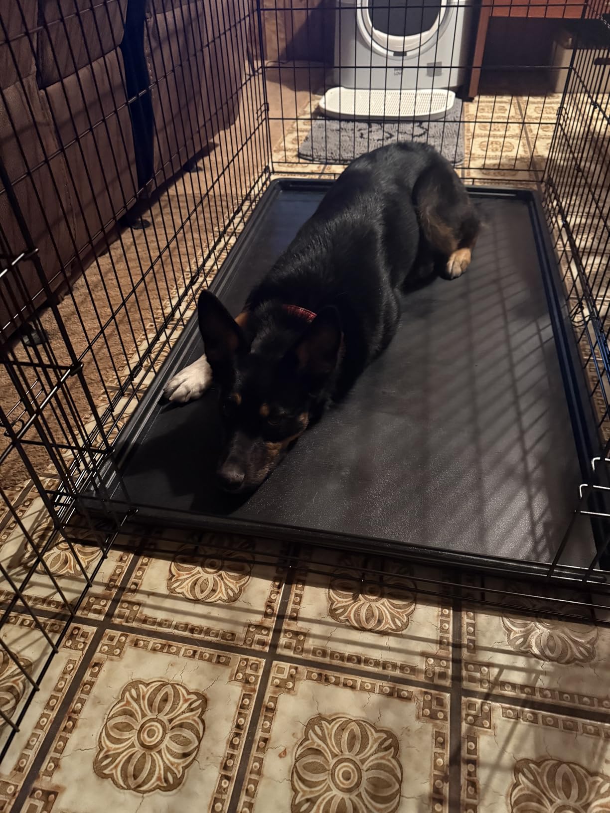 Sweetcrispy 42 Inch Dog Crate, Medium Large Crates Double Door Folding Metal Wire Dog Cage with Plastic Leak-Proof Pan Tray, Pet Kennel for Indoor, Outdoor, Travel customer photo 2