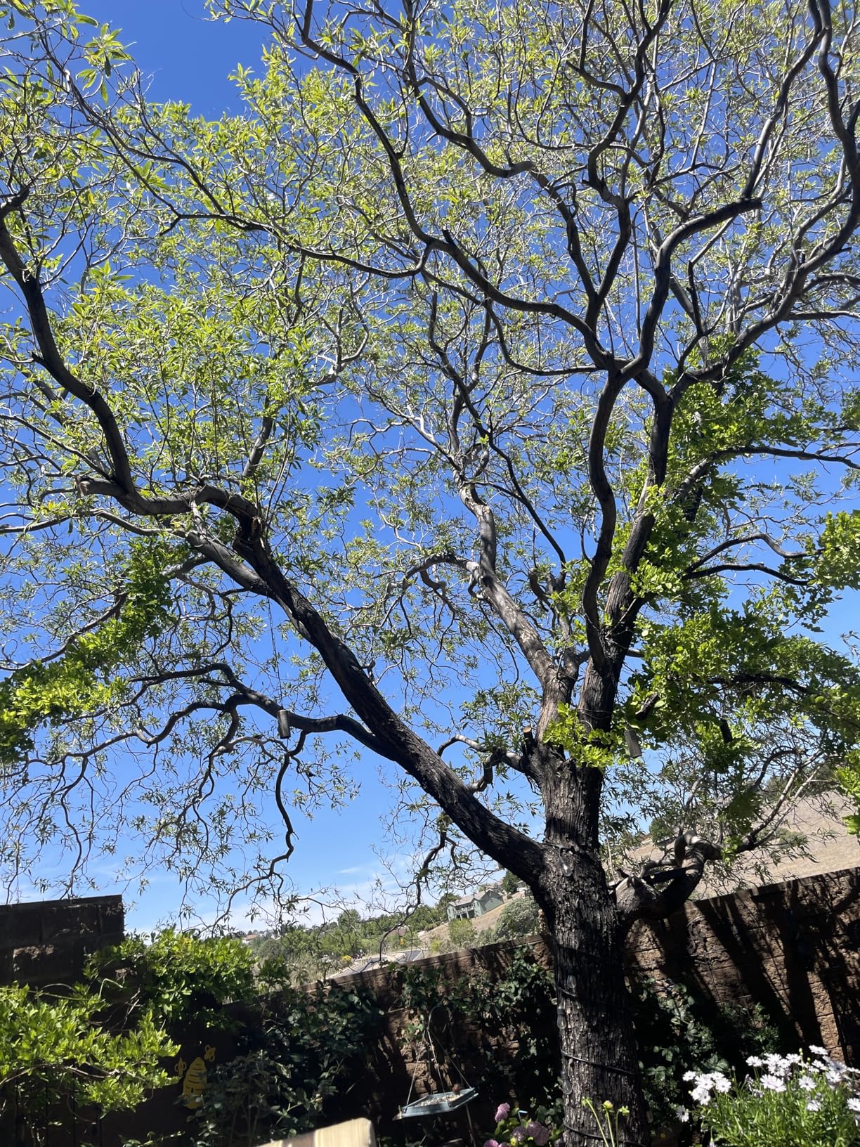 Pole Saws for Tree Trimming, 8