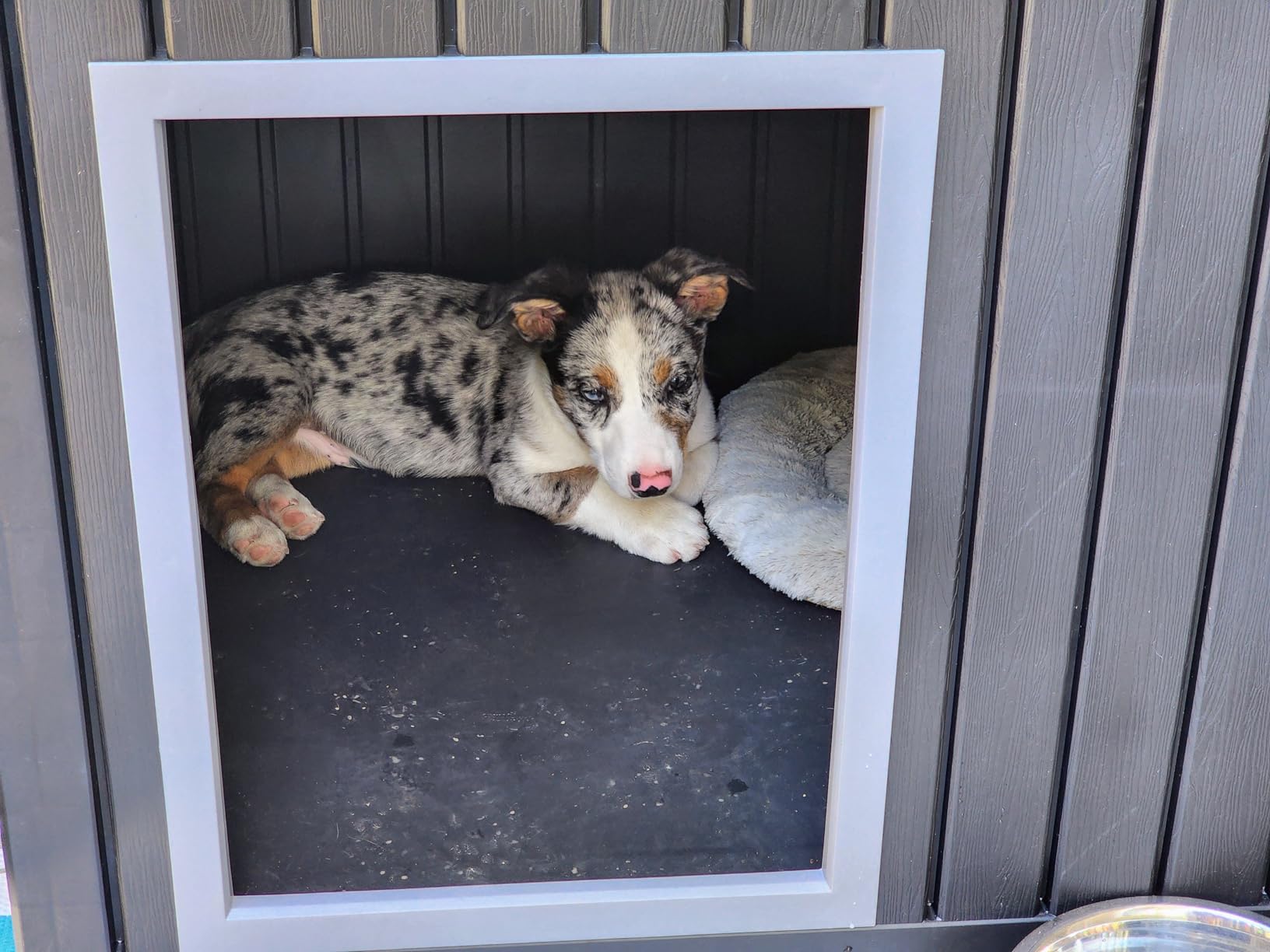 DRATO Indoor & Outdoor Resin Dog House with Raised Floor, Heated Pad and Easy Assembly - Small Breed Shelter Featuring Louvered Vents, Spiked Legs, and Sloped Roof, Black customer photo 2