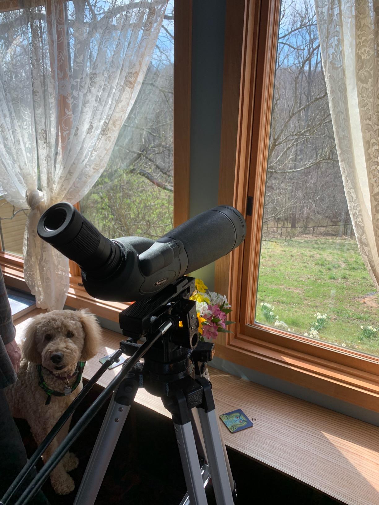 Celestron Heavy-Duty Alt-Azimuth Tripod for Spotting Scopes & Telescopes | Heavy-Duty Mount, Precision Slow-Motion Controls in Altitude and Azimuth, Built for Large Optics, Smooth Tracking customer photo 1