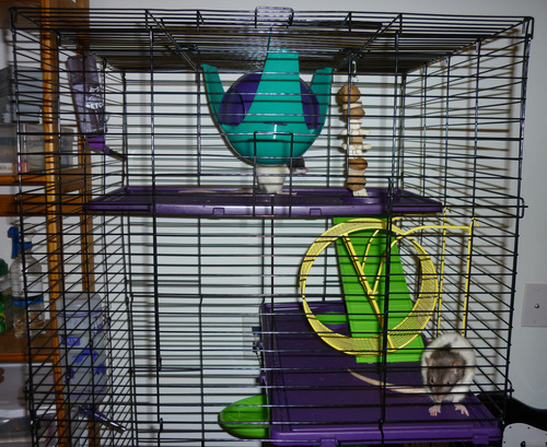 Kaytee My First Home Deluxe Multi-Level Habitat with Casters for Pet Ferrets 24
