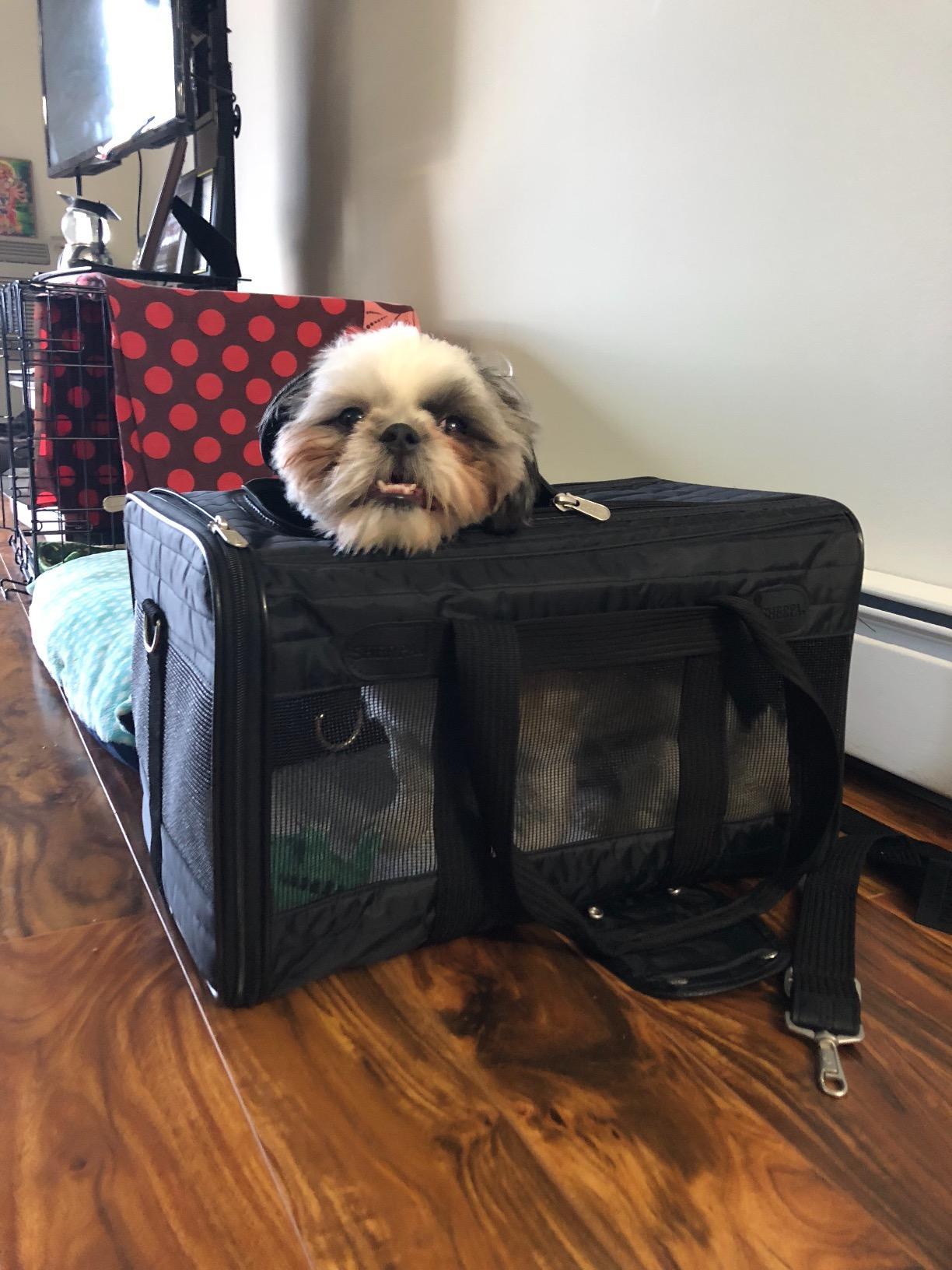 Sherpa Original Deluxe Travel Pet Carrier, Airline Approved & Guaranteed On Board - Black, Medium customer photo 2