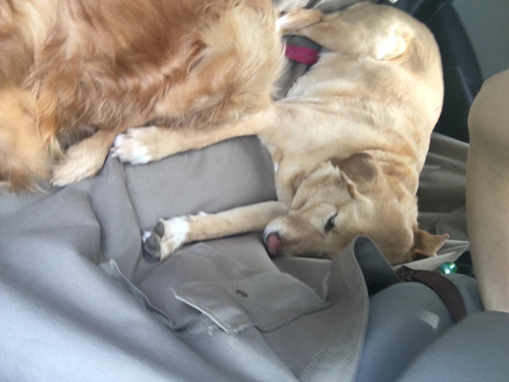 PetSafe Happy Ride Waterproof Hammock Seat Cover for Dogs and Pets - Fits Cars, Trucks and SUVs - Waterproof Area Protection - Tan customer photo 1